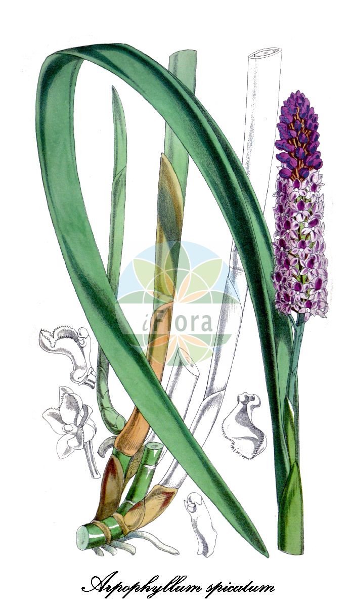 Arpophyllum spicatum - Orchidaceae,Plantae,Pteridobiotina,Angiosperms,Asparagales,Orchidaceae,Arpophyllum,Arpophyllum spicatum