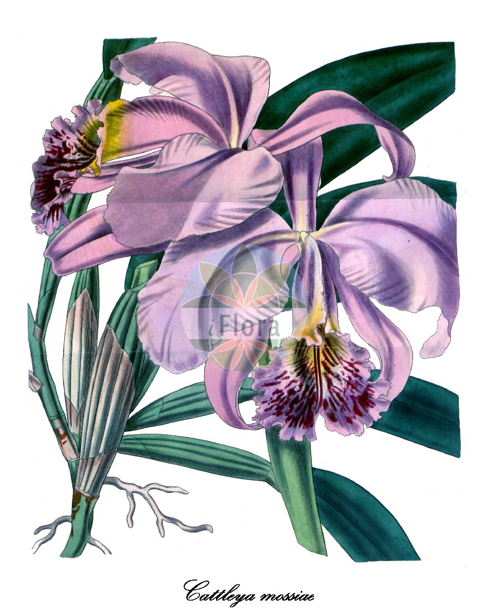 Cattleya mossiae - Orchidaceae,Plantae,Pteridobiotina,Angiosperms,Asparagales,Orchidaceae,Cattleya,Cattleya mossiae,Cattleya aliciae, Cattleya carrierei, Cattleya edithiana, Cattleya frithii, Cattleya labiata var. mossiae, Cattleya labiata var. mossiae, Cattleya labiata var. reineckeana, Cattleya mcmorlandii, Cattleya mossiae f. coerulea, Cattleya mossiae f. reineckeana, Cattleya mossiae f. wageneri, Cattleya mossiae var. alexandrae, Cattleya mossiae var. arnoldiana, Cattleya mossiae var. aurea, Cattleya mossiae var. aureagrandiflora, Cattleya mossiae var. aureamarginata, Cattleya mossiae var. beyrodtiana, Cattleya mossiae var. blakei, Cattleya mossiae var. candida, Cattleya mossiae var. coerulea, Cattleya mossiae var. complanata, Cattleya mossiae var. conspicua, Cattleya mossiae var. decora, Cattleya mossiae var. elegans, Cattleya mossiae var. fimbriata, Cattleya mossiae var. flammea, Cattleya mossiae var. germinyana, Cattleya mossiae var. grandiflora, Cattleya mossiae var. grandis, Cattleya mossiae var. hardyana, Cattleya mossiae var. helenae, Cattleya mossiae var. kermesianamarginata, Cattleya mossiae var. lawrenceana, Cattleya mossiae var. magnifica, Cattleya mossiae var. majestica, Cattleya mossiae var. marianae, Cattleya mossiae var. marmorata, Cattleya mossiae var. mcmorlandii, Cattleya mossiae var. mooreana, Cattleya mossiae var. napoleonis, Cattleya mossiae var. purpurata, Cattleya mossiae var. reineckeana, Cattleya mossiae var. rothschildiana, Cattleya mossiae var. splendens, Cattleya mossiae var. striata, Cattleya mossiae var. superba, Cattleya mossiae var. variabilis, Cattleya mossiae var. venosa, Cattleya mossiae var. victoriae, Cattleya mossiae var. wageneri, Cattleya mossiae var. williamsii, Cattleya reineckiana, Cattleya splendidissima, Cattleya wageneri, Epidendrum labiatum var. mossiae, Epidendrum labiatum var. reineckeanum, Epidendrum labiatum var. wageneri,Moss-Cattleya