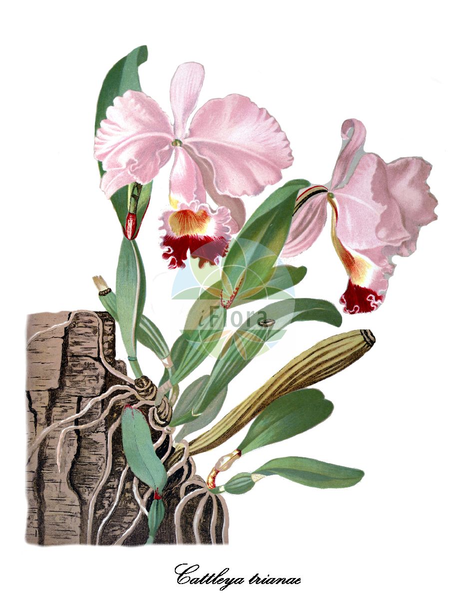Cattleya trianae - Orchidaceae,Plantae,Pteridobiotina,Angiosperms,Asparagales,Orchidaceae,Cattleya,Cattleya trianae,Cattleya bogotensis, Cattleya kimballiana, Cattleya labiata subsp. massangeana, Cattleya labiata var. ernestii, Cattleya labiata var. trianae, Cattleya trianae, Cattleya trianae f. alba, Cattleya trianae f. crawshayana, Cattleya trianae var. alba, Cattleya trianae var. backhausiana, Cattleya trianae var. colemannii, Cattleya trianae var. corningii, Cattleya trianae var. dodgsonii, Cattleya trianae var. formosa, Cattleya trianae var. hillii, Cattleya trianae var. marginata, Cattleya trianae var. mariae, Cattleya trianae var. massangeana, Cattleya trianae var. osmannii, Cattleya trianae var. quadricolor, Cattleya trianae var. rosea, Cattleya trianae var. russelliana, Cattleya trianae var. splendidissima, Cattleya trianae var. vanneriana, Cattleya trianae var. williamsii, Cattleya trianaei var. hooleana, Cattleya trianaei var. reginae, Epidendrum labiatum var. trianae,Maiblume;Weihnachtsorchidee