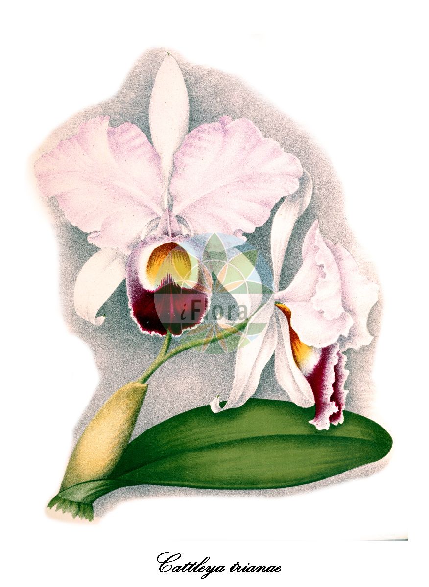 Cattleya trianae - Orchidaceae,Plantae,Pteridobiotina,Angiosperms,Asparagales,Orchidaceae,Cattleya,Cattleya trianae,Cattleya bogotensis, Cattleya kimballiana, Cattleya labiata subsp. massangeana, Cattleya labiata var. ernestii, Cattleya labiata var. trianae, Cattleya trianae, Cattleya trianae f. alba, Cattleya trianae f. crawshayana, Cattleya trianae var. alba, Cattleya trianae var. backhausiana, Cattleya trianae var. colemannii, Cattleya trianae var. corningii, Cattleya trianae var. dodgsonii, Cattleya trianae var. formosa, Cattleya trianae var. hillii, Cattleya trianae var. marginata, Cattleya trianae var. mariae, Cattleya trianae var. massangeana, Cattleya trianae var. osmannii, Cattleya trianae var. quadricolor, Cattleya trianae var. rosea, Cattleya trianae var. russelliana, Cattleya trianae var. splendidissima, Cattleya trianae var. vanneriana, Cattleya trianae var. williamsii, Cattleya trianaei var. hooleana, Cattleya trianaei var. reginae, Epidendrum labiatum var. trianae,Maiblume;Weihnachtsorchidee