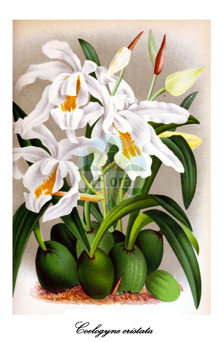 Coelogyne cristata - Orchidaceae,Plantae,Pteridobiotina,Angiosperms,Asparagales,Orchidaceae,Coelogyne,Coelogyne cristata,Coelogyne cristata f. hololeuca, Coelogyne cristata var. hololeuca, Cymbidium speciosissimum, Pleione speciosissima