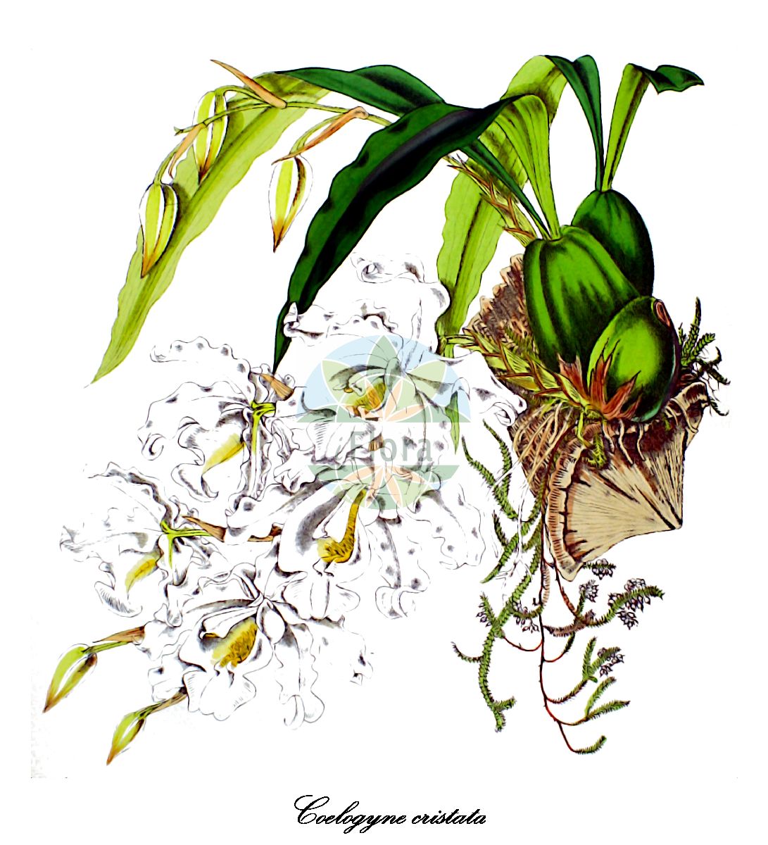 Coelogyne cristata - Orchidaceae,Plantae,Pteridobiotina,Angiosperms,Asparagales,Orchidaceae,Coelogyne,Coelogyne cristata,Coelogyne cristata f. hololeuca, Coelogyne cristata var. hololeuca, Cymbidium speciosissimum, Pleione speciosissima