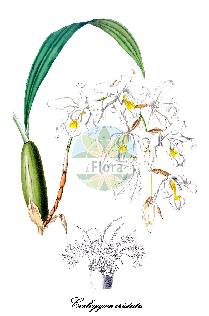 Coelogyne cristata - Orchidaceae,Plantae,Pteridobiotina,Angiosperms,Asparagales,Orchidaceae,Coelogyne,Coelogyne cristata,Coelogyne cristata f. hololeuca, Coelogyne cristata var. hololeuca, Cymbidium speciosissimum, Pleione speciosissima
