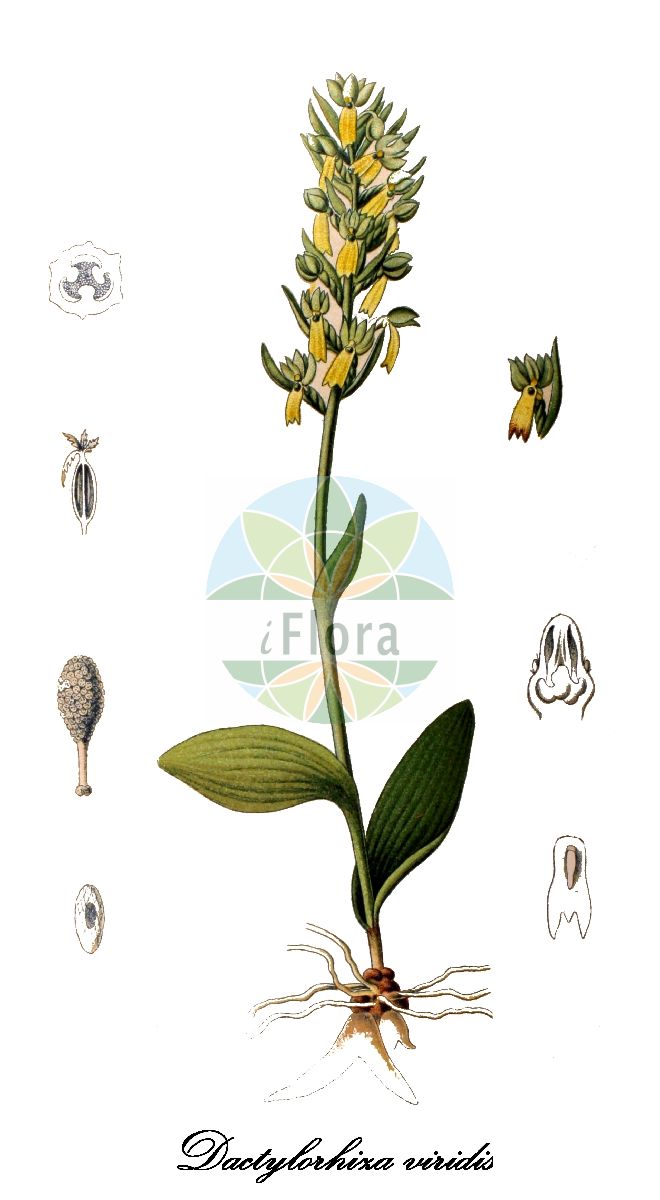 Dactylorhiza viridis - Orchidaceae,Plantae,Pteridobiotina,Angiosperms,Asparagales,Orchidaceae,Dactylorhiza,Dactylorhiza viridis,Chamorchis viridis, Coeloglossum nankotaizanensis, Coeloglossum viride, Coeloglossum viride, Coeloglossum viride subsp. bracteatum, Coeloglossum viride subsp. eurasiaticum, Dactylorhiza viride, Entaticus viridis, Gymnadenia viridis, Habenaria viridis, Himantoglossum viride, Orchis viridis, Peristylus viridis, Platanthera viridis, Satyrium viride, Sieberia viridis,Grüne Hohlzunge;frog orchid;Orchis grenouille;Orchis vert;coeloglosse verdâtre;coeloglosse vert;satyrion vert;orquídea de la rana;Celoglosso;testicolo di volpe;groene nachtorchis;пололепестник зелёный;kurbağa salebi;koleoglos;orquis verd;zeleni šuplji jezik;grönkulla;grönyxne;poselæbe;ozorka zielona;ao-chidori;アオチドリ;zeleni volčji jezik;zöldike;vemeníček zelený;orhidee;vemenníček zelený;язичок зелений;зелен цьолоплосум;rohekas õõskeel;zaļā dobziede;grønkurle;pussikämmekkä;вучји језик;žalioji plateivė;āo shé zhǎng liè lán;凹舌掌裂兰