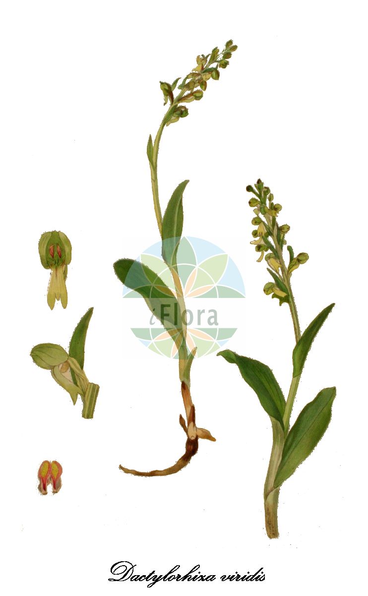 Dactylorhiza viridis - Orchidaceae,Plantae,Pteridobiotina,Angiosperms,Asparagales,Orchidaceae,Dactylorhiza,Dactylorhiza viridis,Chamorchis viridis, Coeloglossum nankotaizanensis, Coeloglossum viride, Coeloglossum viride, Coeloglossum viride subsp. bracteatum, Coeloglossum viride subsp. eurasiaticum, Dactylorhiza viride, Entaticus viridis, Gymnadenia viridis, Habenaria viridis, Himantoglossum viride, Orchis viridis, Peristylus viridis, Platanthera viridis, Satyrium viride, Sieberia viridis,Grüne Hohlzunge;frog orchid;Orchis grenouille;Orchis vert;coeloglosse verdâtre;coeloglosse vert;satyrion vert;orquídea de la rana;Celoglosso;testicolo di volpe;groene nachtorchis;пололепестник зелёный;kurbağa salebi;koleoglos;orquis verd;zeleni šuplji jezik;grönkulla;grönyxne;poselæbe;ozorka zielona;ao-chidori;アオチドリ;zeleni volčji jezik;zöldike;vemeníček zelený;orhidee;vemenníček zelený;язичок зелений;зелен цьолоплосум;rohekas õõskeel;zaļā dobziede;grønkurle;pussikämmekkä;вучји језик;žalioji plateivė;āo shé zhǎng liè lán;凹舌掌裂兰