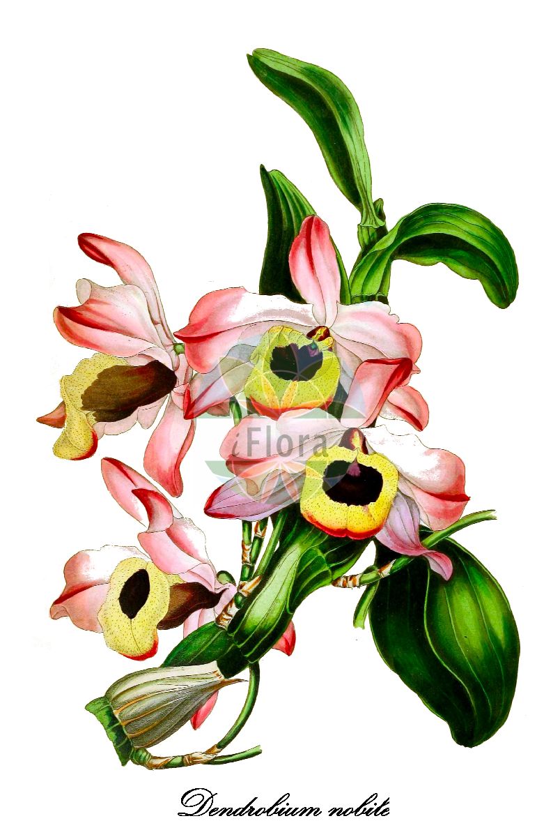 Dendrobium nobile - Orchidaceae,Plantae,Pteridobiotina,Angiosperms,Asparagales,Orchidaceae,Dendrobium,Dendrobium nobile,Callista nobilis, Dendrobium chlorostylum, Dendrobium coerulescens, Dendrobium formosanum, Dendrobium lindleyanum, Dendrobium nobile f. cooksonianum, Dendrobium nobile f. nobilius, Dendrobium nobile f. virginale, Dendrobium nobile unr. virginale, Dendrobium nobile var. alboluteum, Dendrobium nobile var. alboluteum, Dendrobium nobile var. anomalum, Dendrobium nobile var. cooksonianum, Dendrobium nobile var. excellens, Dendrobium nobile var. formosanum, Dendrobium nobile var. luteum, Dendrobium nobile var. majus, Dendrobium nobile var. nobilius, Dendrobium nobile var. nobilus, Dendrobium nobile var. splendidum, Dendrobium wallichianum