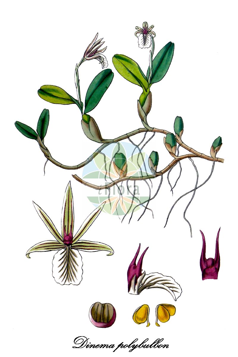Dinema polybulbon - Orchidaceae,Plantae,Pteridobiotina,Angiosperms,Asparagales,Orchidaceae,Dinema,Dinema polybulbon,Bulbophyllum occidentale, Dinema cubincola, Encyclia polybulbon, Epidendrum cubincola, Epidendrum polybulbon, Epidendrum polybulbon var. luteo-album