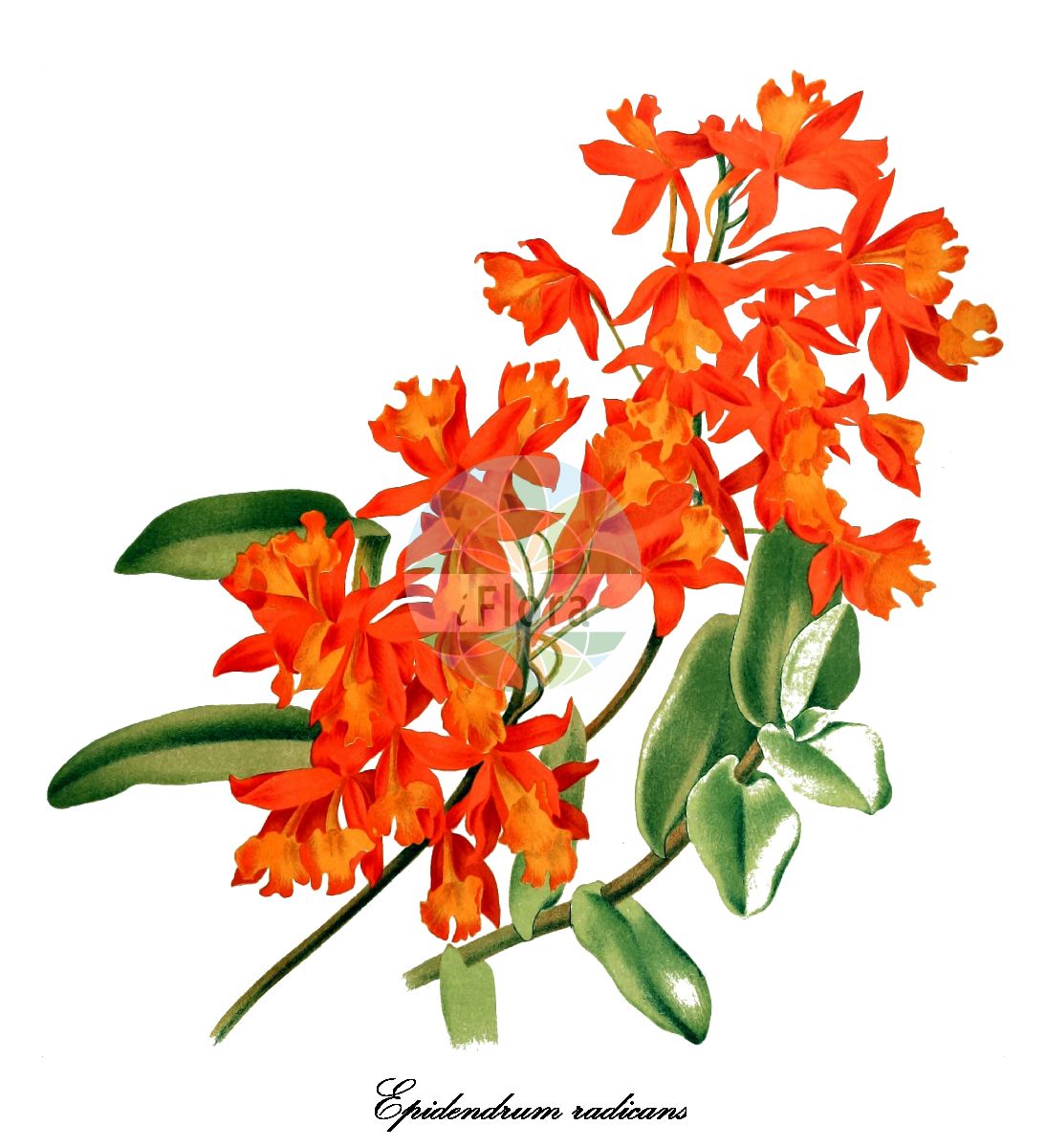 Epidendrum radicans - Orchidaceae,Plantae,Pteridobiotina,Angiosperms,Asparagales,Orchidaceae,Epidendrum,Epidendrum radicans,Epidendrum pratense, Epidendrum radicans var. chiriquense, Epidendrum radicans var. fuscatum, Epidendrum rhizophorum