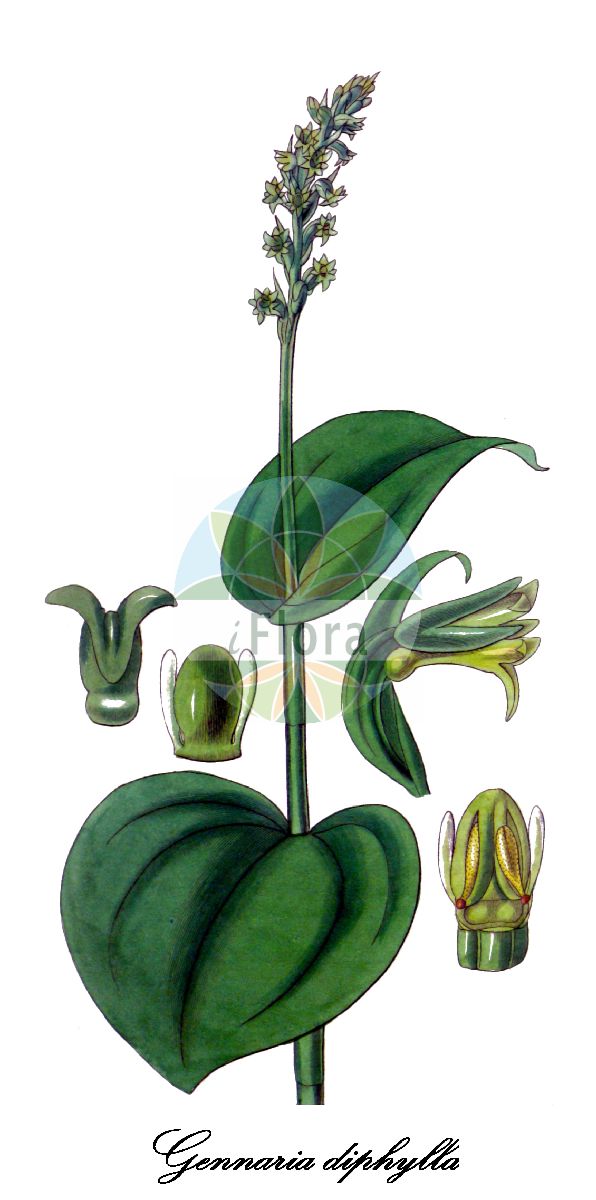 Gennaria diphylla - Orchidaceae,Plantae,Pteridobiotina,Angiosperms,Asparagales,Orchidaceae,Gennaria,Gennaria diphylla,Coeloglossum cordatum, Coeloglossum diphyllum, Coeloglossum diphyllum, Digomphotis cordata, Gymnadenia diphylla, Habenaria cordata, Habenaria cordata, Habenaria diphylla, Herminium cordatum, Orchis cordata, Orchis cordifolia, Orchis diphylla, Peristylus cordatus, Platanthera diphylla, Satyrium diphyllum,Zweiblättriger Grünstendel;orchis à deux feuilles;gennarie à deux feuilles;gennaria;tweehartenorchis;erva-duas-folhas;геннария двулистная;ikisalep;mosques verdes