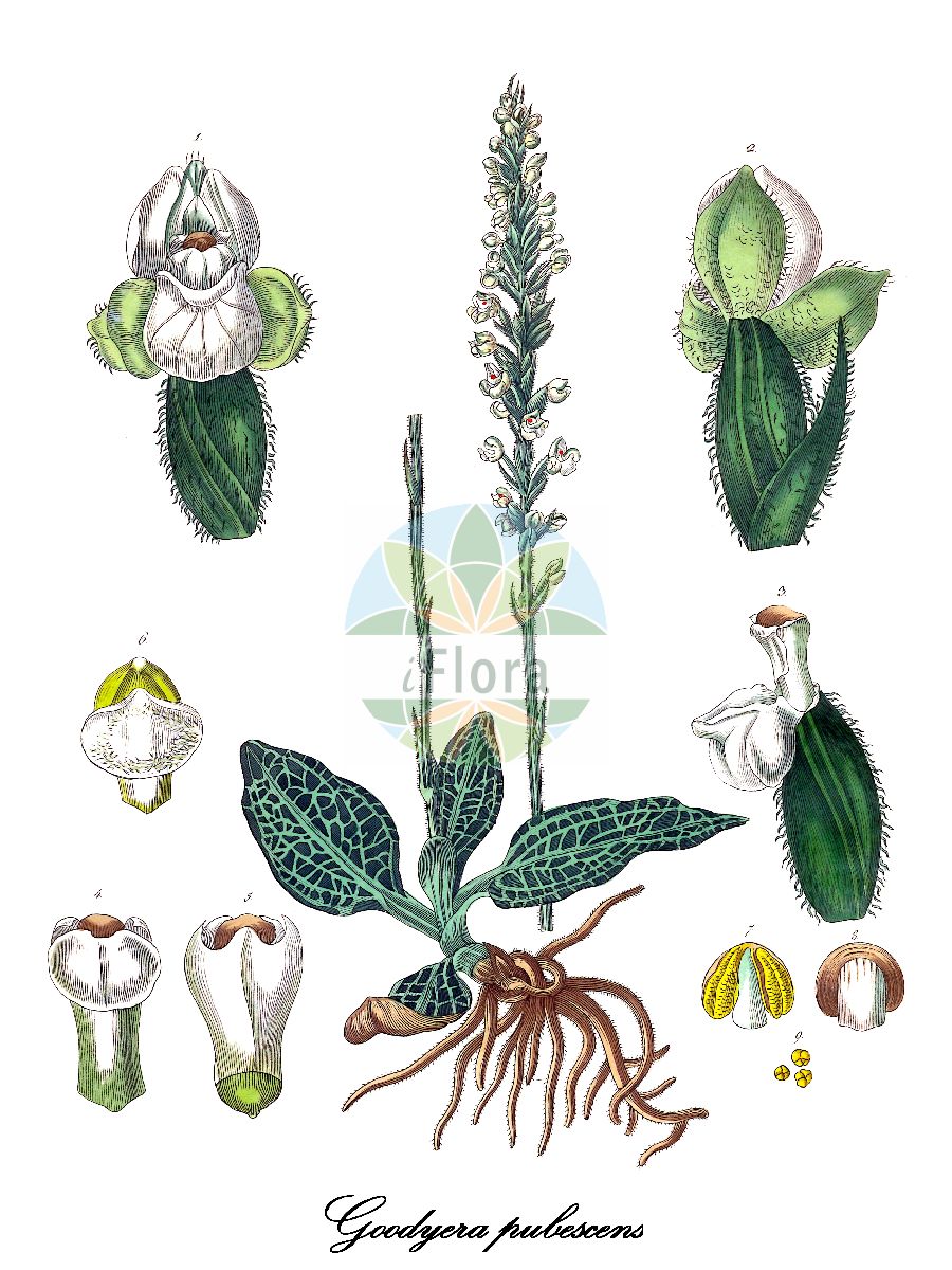 Goodyera pubescens - Orchidaceae,Plantae,Pteridobiotina,Angiosperms,Asparagales,Orchidaceae,Goodyera,Goodyera pubescens,Epipactis pubescens, Epipactis willdenovii, Goodyera pubescens var. minor, Neottia pubescens, Neottia repens, Orchiodes pubescens, Peramium pubescens, Peramium pubescens, Peramium tesselatum, Satyrium repens, Tussaca reticulata,Flaumhaariges Netzblatt;goodyérie pubescente;downy rattlesnake-plantain