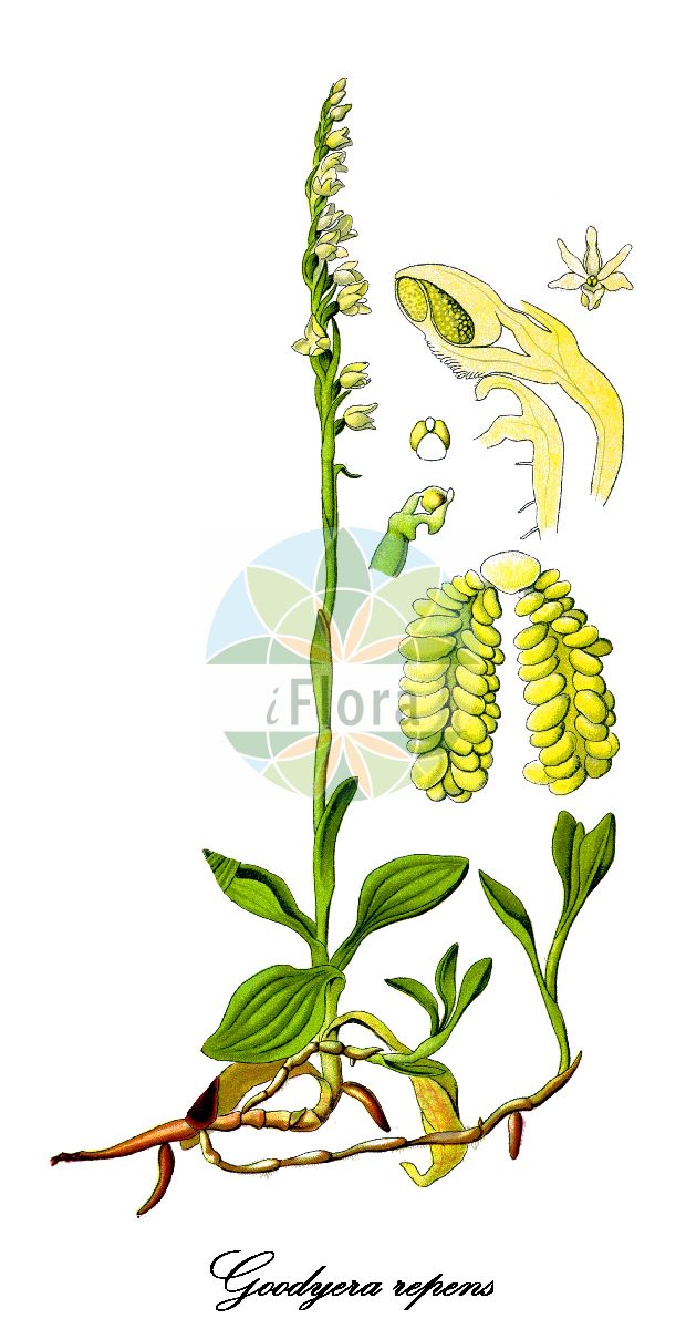 Goodyera repens - Orchidaceae,Plantae,Pteridobiotina,Angiosperms,Asparagales,Orchidaceae,Goodyera,Goodyera repens,Elasmatium repens, Epipactis chinensis, Epipactis mairei, Epipactis repens, Epipactis repens var. ophioides, Gonogona repens, Goodyera brevis, Goodyera chinensis, Goodyera mairei, Goodyera ophioides, Goodyera pubescens var. repens, Goodyera repens f. ophioides, Goodyera repens subsp. ophioides, Goodyera repens var. japonica, Goodyera repens var. ophioides, Goodyera repens var. repens, Neottia repens, Orchiodes repens, Orchiodes resupinata, Orchis repens, Peramium repens, Peramium repens var. ophioides, Peramium secundum, Satyrium hirsutum, Satyrium repens, Serapias repens, Tussaca repens, Tussaca secunda,Kriechendes Netzblatt;Netzblatt;Kriechständel;Mooswurz;Kriechstendel;Moosorchis;creeping lady's-tresses;dwarf rattlesnake-plantain;lesser rattlesnake-plantain;goodyérie rampante;adder's tongue;lesser rattlesnake plantain;rattlesnake plantain;Goodyère rampante;goodyéra rampant;trenza de dama;Godyera;godiera;satirio serpeggiante;dennenorchis;гудайера ползучая;yersalebi;godiera;puzava oštropelutka;knärot;knærod;tajęża jednostronna;hime-miyama-uzura;ヒメミヤマウズラ;plazeča mrežolistnica;avarvirág;smrkovník plazivý;smrečinovec plazivý;гудайєра повзуча;пълзяща гудиера;roomav öövilge;ložņu saulenīte;knerot;yövilkka;оштропелудка;šliaužiančioji sidabriukė;xiao ban ye lan;xiǎo bān yè lán;小斑叶兰
