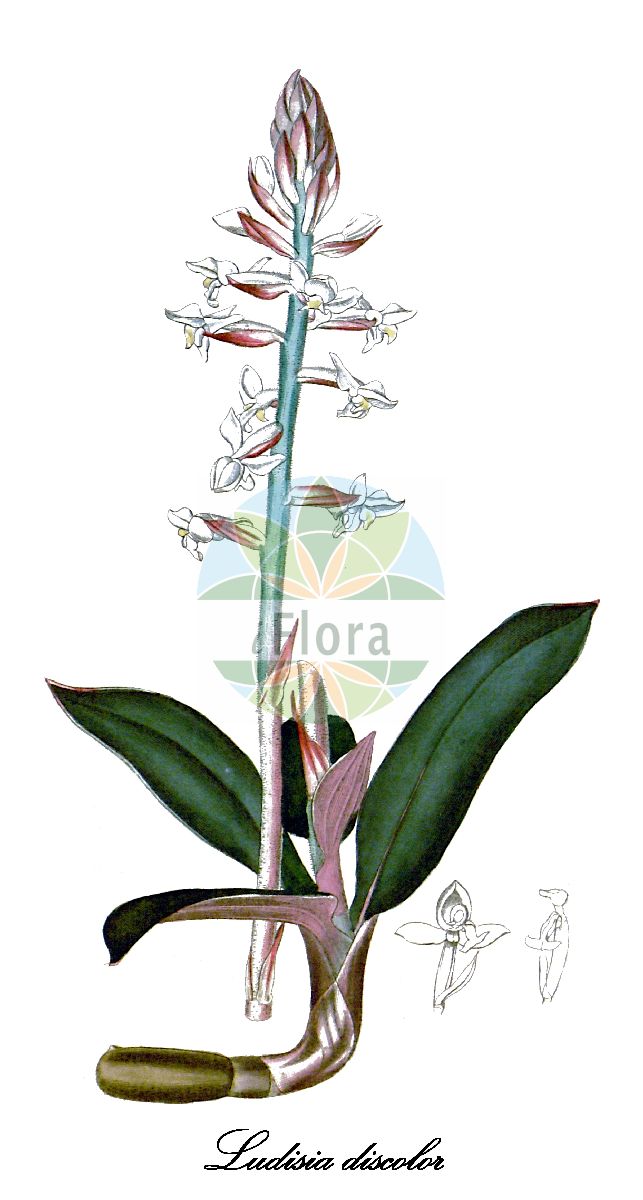 Ludisia discolor - Orchidaceae,Plantae,Pteridobiotina,Angiosperms,Asparagales,Orchidaceae,Ludisia,Ludisia discolor,Anoectochilus dawsonianus, Anoectochilus ordeanus, Anoectochilus ordianus, Anoectochilus ordianus, Anoectochilus rubrovenia, Dicrophyla elegans, Gonogona discolor, Goodyera dawsoniana, Goodyera discolor, Goodyera ordeana, Goodyera ordiana, Goodyera rodigasciana, Goodyera rubrovenia, Haemaria dawsoniana, Haemaria dawsoniana, Haemaria dawsoniana, Haemaria discolor, Haemaria discolor var. concolor, Haemaria discolor var. condorensis, Haemaria discolor var. dawsoniana, Haemaria discolor var. denisoniana, Haemaria discolor var. grandis, Haemaria discolor var. ordeana, Haemaria discolor var. ordeana, Haemaria discolor var. rhodoneura, Haemaria discolor var. trilineata, Haemaria otletae, Haemaria pauciflora, Haemaria rubrovenia, Kuhlhasseltia carrii, Ludisia dawsoniana, Ludisia discolor, Ludisia discolor var. dawsoniana, Ludisia discolor var. ordiana, Ludisia furetii, Ludisia odorata, Ludisia otletae, Myoda rufescens, Neottia discolor, Orchiodes discolor
