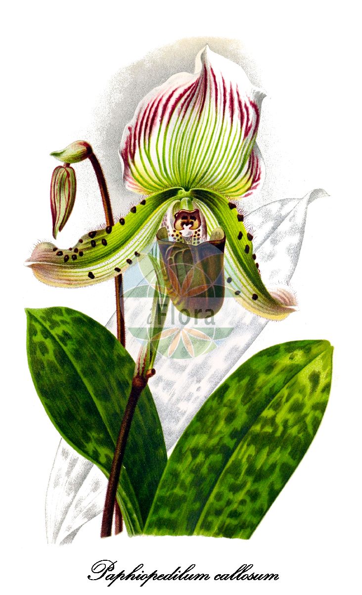 Paphiopedilum callosum - Orchidaceae,Plantae,Pteridobiotina,Angiosperms,Asparagales,Orchidaceae,Paphiopedilum,Paphiopedilum callosum,Cordula callosa, Cypripedium callosum, Paphiopedilum callosum var. viniferum
