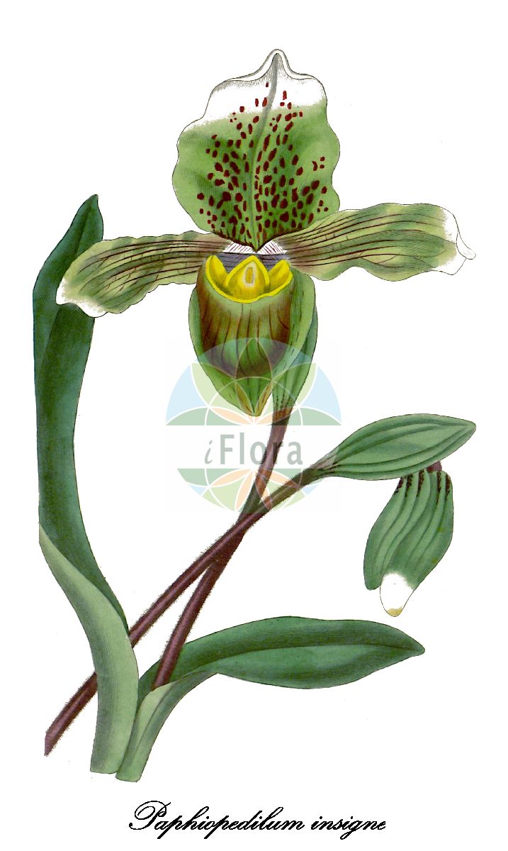 Paphiopedilum insigne - Orchidaceae,Plantae,Pteridobiotina,Angiosperms,Asparagales,Orchidaceae,Paphiopedilum,Paphiopedilum insigne,Cordula insignis, Cypripedium albomarginatum, Cypripedium chantinii, Cypripedium chantinii, Cypripedium insigne, Cypripedium insigne unr. barrii, Cypripedium insigne unr. boiesianum, Cypripedium insigne unr. robinsonianum, Cypripedium insigne var. albomarginatum, Cypripedium insigne var. albomarginatum, Cypripedium insigne var. amesianum, Cypripedium insigne var. amoenum, Cypripedium insigne var. aureoalbum, Cypripedium insigne var. biflorum, Cypripedium insigne var. chantinii, Cypripedium insigne var. colosianum, Cypripedium insigne var. cypheri, Cypripedium insigne var. duvalii, Cypripedium insigne var. elegantissimum, Cypripedium insigne var. eyermannianum, Cypripedium insigne var. forstermanii, Cypripedium insigne var. giganteum, Cypripedium insigne var. gracile, Cypripedium insigne var. gravesianum, Cypripedium insigne var. holzhausenianum, Cypripedium insigne var. kimballianum, Cypripedium insigne var. madouxianum, Cypripedium insigne var. maulei, Cypripedium insigne var. maulei, Cypripedium insigne var. maulei-superbum, Cypripedium insigne var. maximum, Cypripedium insigne var. mcfaddenii, Cypripedium insigne var. moensii, Cypripedium insigne var. mooreanum, Cypripedium insigne var. nilsonii, Cypripedium insigne var. pynaertii, Cypripedium insigne var. rubrum-maculatum, Cypripedium insigne var. rubrum-marginatum, Cypripedium insigne var. sanderae, Cypripedium insigne var. sanderianum, Cypripedium insigne var. savageanum, Cypripedium insigne var. speciosum, Cypripedium insigne var. sylhetense, Cypripedium insigne var. tresederi, Cypripedium insigne var. veitchianum, Cypripedium insigne var. wallacei, Cypripedium insigne var. wrightianum, Cypripedium maulei, Cypripedium maulei, Paphiopedilum insigne f. sanderae, Paphiopedilum insigne f. sanderianum, Paphiopedilum insigne var. albomarginatum, Paphiopedilum insigne var. amesianum, Paphiopedilum insigne var. amoenum, Paphiopedilum insigne var. aureoalbum, Paphiopedilum insigne var. biflorum, Paphiopedilum insigne var. chantinii, Paphiopedilum insigne var. cypheri, Paphiopedilum insigne var. duvalii, Paphiopedilum insigne var. elegantissimum, Paphiopedilum insigne var. forstermanii, Paphiopedilum insigne var. giganteum, Paphiopedilum insigne var. gracile, Paphiopedilum insigne var. holzhausenianum, Paphiopedilum insigne var. kimballianum, Paphiopedilum insigne var. madouxianum, Paphiopedilum insigne var. maulei, Paphiopedilum insigne var. maulei, Paphiopedilum insigne var. maximum, Paphiopedilum insigne var. moensii, Paphiopedilum insigne var. mooreanum, Paphiopedilum insigne var. nilsonii, Paphiopedilum insigne var. pynaertii, Paphiopedilum insigne var. rubrum-maculatum, Paphiopedilum insigne var. rubrum-marginatum, Paphiopedilum insigne var. sanderae, Paphiopedilum insigne var. sanderianum, Paphiopedilum insigne var. speciosum, Paphiopedilum insigne var. sylhetense, Paphiopedilum insigne var. tresederi, Paphiopedilum insigne var. wallacei, Paphiopedilum macfarlanei