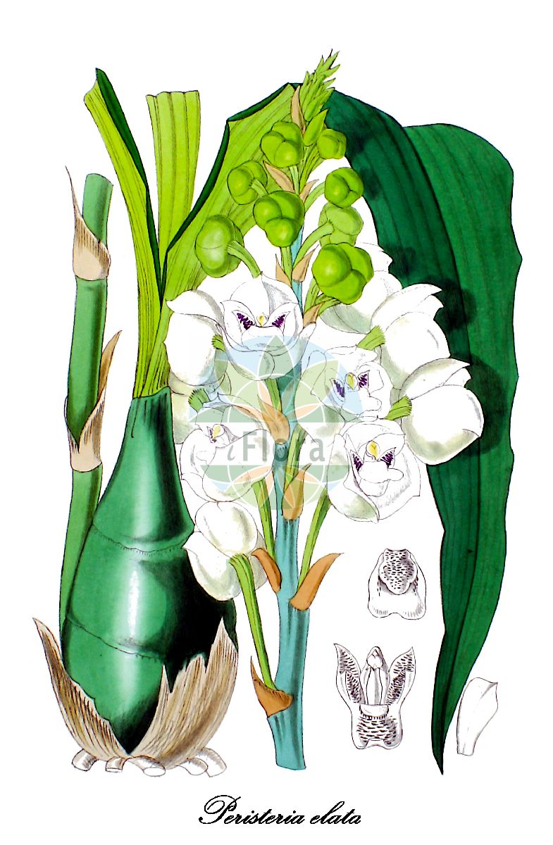 Peristeria elata - Orchidaceae,Plantae,Pteridobiotina,Angiosperms,Asparagales,Orchidaceae,Peristeria,Peristeria elata,Taubenorchis;Heiliggeist-Orchidee