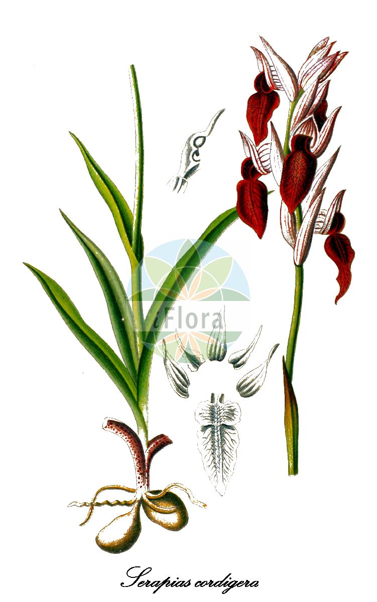 Serapias cordigera - Orchidaceae,Plantae,Pteridobiotina,Angiosperms,Asparagales,Orchidaceae,Serapias,Serapias cordigera,Helleborine cordigera, Lonchitis cordigera, Serapias atlantica, Serapias azorica, Serapias cordigera f. ochrantha, Serapias cordigera subsp. azorica, Serapias cordigera subsp. cordigera, Serapias cordigera subsp. cossyrensis, Serapias cordigera subsp. cretica, Serapias cordigera subsp. gentilii, Serapias cordigera subsp. lorenziana, Serapias cordigera subsp. lucana, Serapias cordigera subvar. curvifolia, Serapias cordigera subvar. leucantha, Serapias cordigera var. cretica, Serapias cordigera var. curvifolia, Serapias cordigera var. leucantha, Serapias cordigera var. mauritanica, Serapias cossyrensis, Serapias lingua var. cordigera, Serapias lorenziana, Serapias lucana, Serapias ovalis, Serapias pseudocordigera var. mauritanica, Serapiastrum cordigerum,Herzförmige Stendelwurz;Herzblütige Ständelwurz;sérapias en coeur;estrangurria;gallos;satirio barbone;serapide cuoriforme;brede tongorchis;erva-lingua;longoeira;серапиас сердценосный;iri sağırkulağı;serap;serapia me fije të trasha si litari;gall gros;galls grossos;llengües;srcolika kukavica;καρδιόφυλλη σεράπια