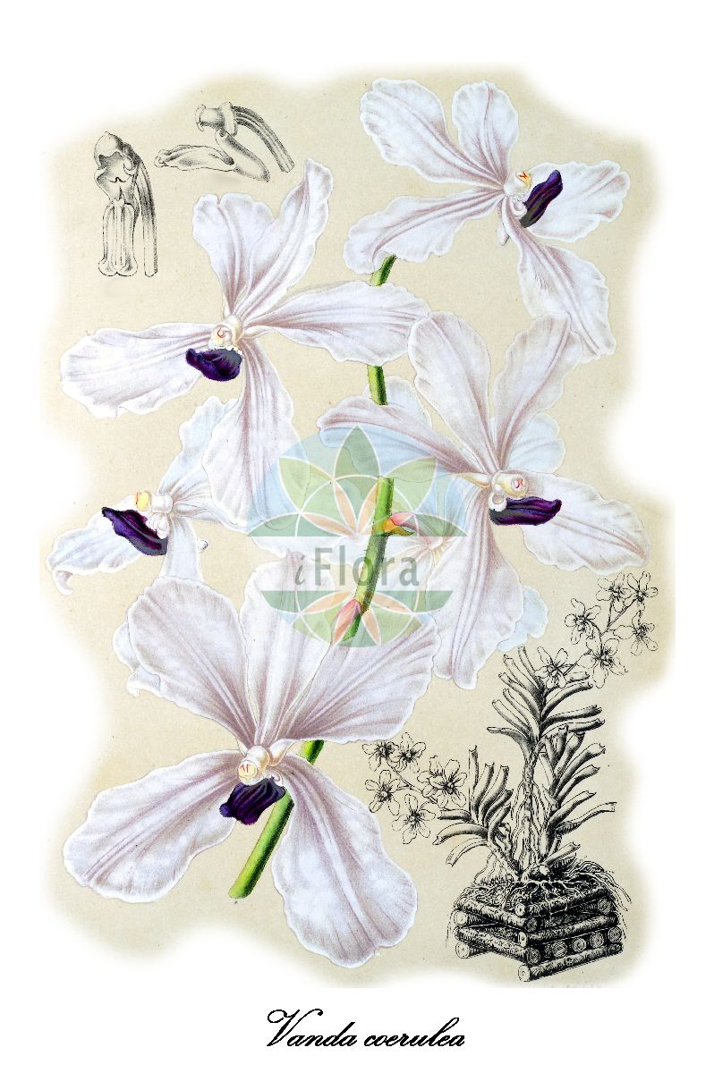 Vanda coerulea - Orchidaceae,Plantae,Pteridobiotina,Angiosperms,Asparagales,Orchidaceae,Vanda,Vanda coerulea,Vanda coerulea f. delicata, Vanda coerulea f. luwangalba, Vanda coerulea f. rogersii, Vanda coerulea unr. delicata, Vanda coerulea var. grandiflora, Vanda coerulea var. hennisiana, Vanda coerulea var. peetersiana, Vanda coerulea var. rogersii, Vanda peetersiana