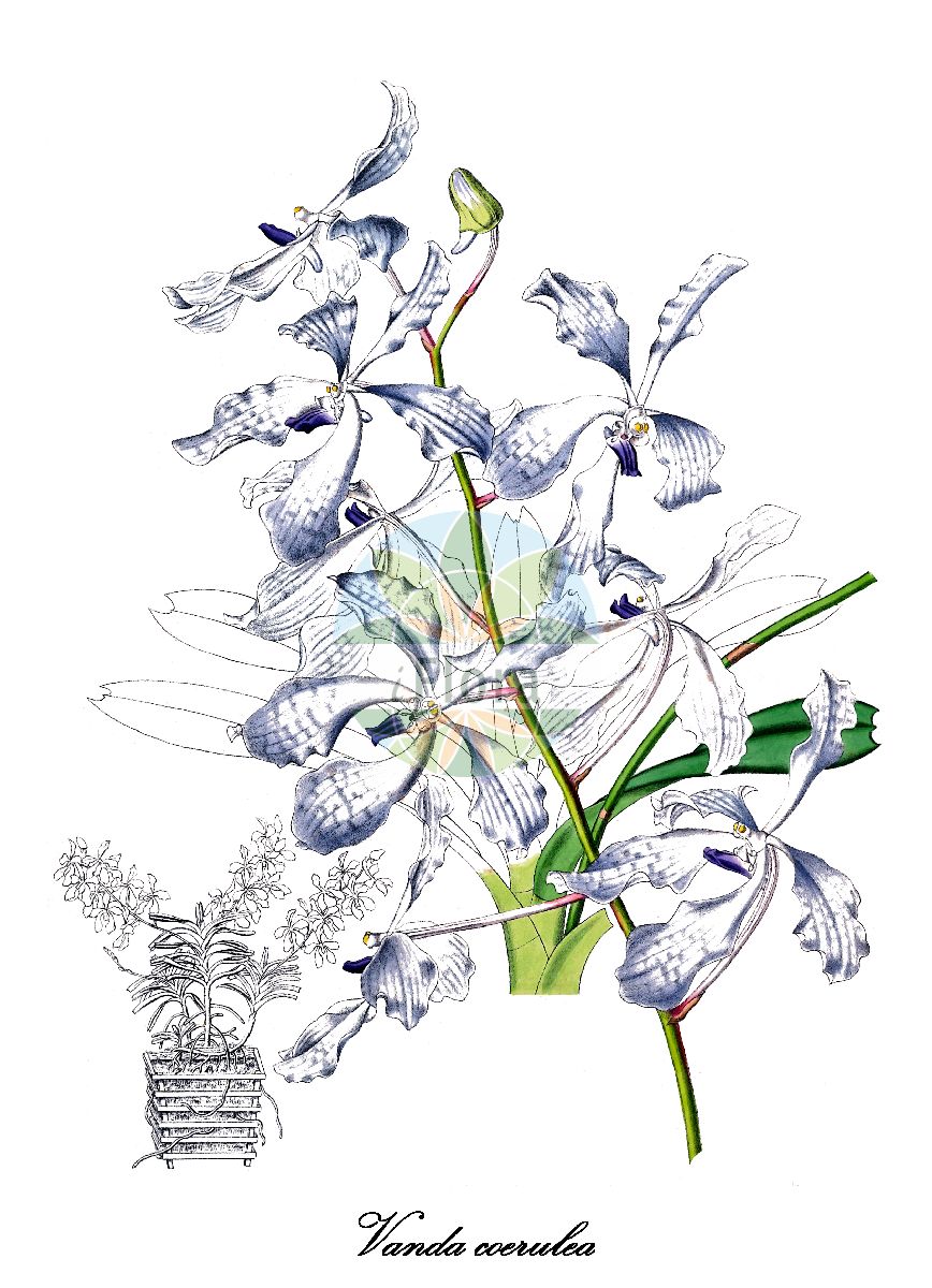 Vanda coerulea - Orchidaceae,Plantae,Pteridobiotina,Angiosperms,Asparagales,Orchidaceae,Vanda,Vanda coerulea,Vanda coerulea f. delicata, Vanda coerulea f. luwangalba, Vanda coerulea f. rogersii, Vanda coerulea unr. delicata, Vanda coerulea var. grandiflora, Vanda coerulea var. hennisiana, Vanda coerulea var. peetersiana, Vanda coerulea var. rogersii, Vanda peetersiana