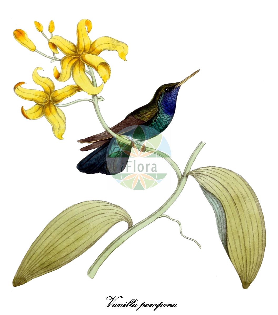 Vanilla pompona - Orchidaceae,Plantae,Pteridobiotina,Angiosperms,Asparagales,Orchidaceae,Vanilla,Vanilla pompona,Notylia pompona, Vanilla cochlearilabia, Vanilla grandiflora, Vanilla hamata, Vanilla lutescens, Vanilla pittieri, Vanilla planifolia var. gigantea, Vanilla pleei, Vanilla pompona subsp. grandiflora, Vanilla pompona subsp. pittieri, Vanilla pompona subsp. pompona
