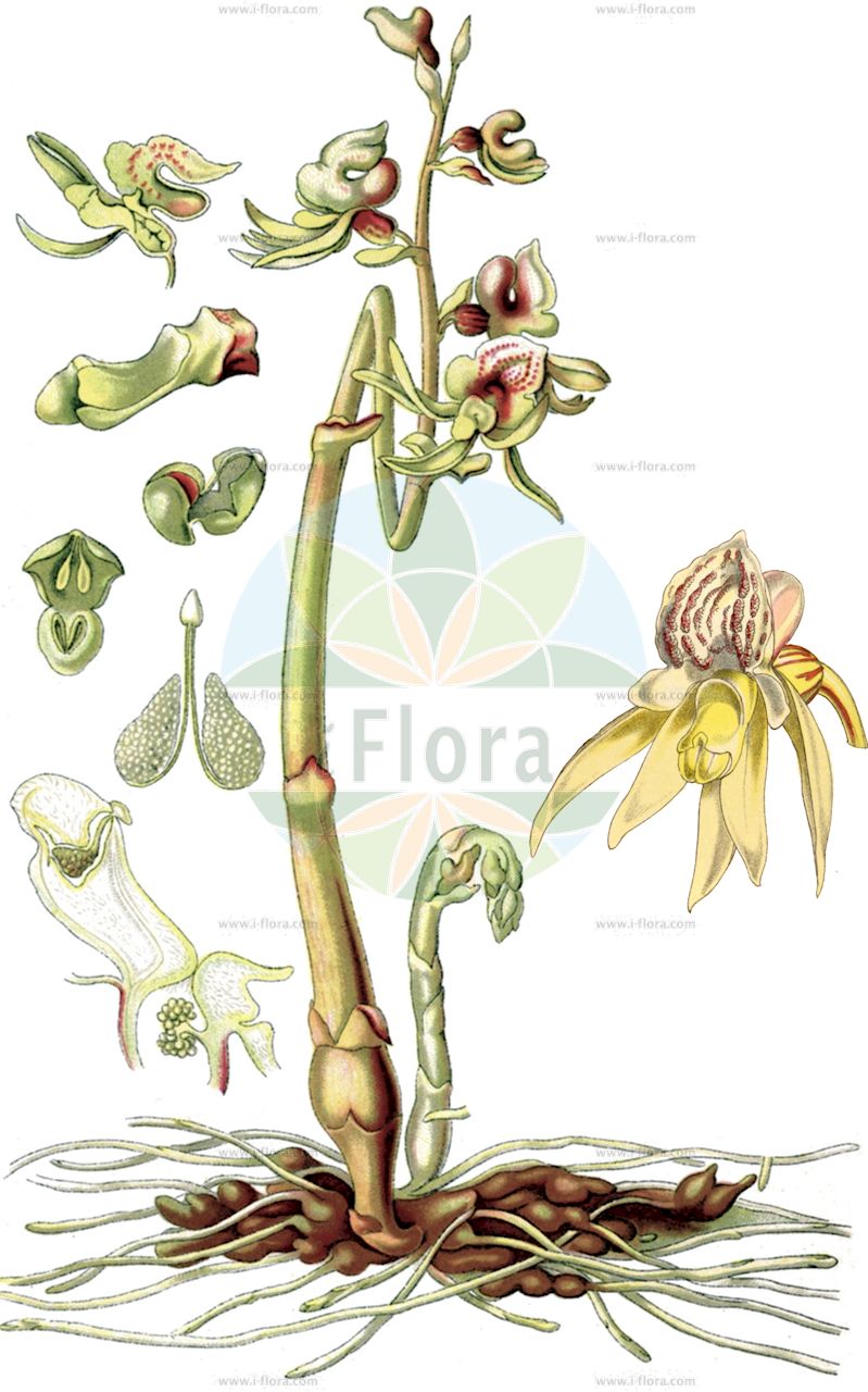 Epipogium aphyllum - Orchidaceae,Plantae,Pteridobiotina,Angiosperms,Asparagales,Orchidaceae,Epipogium,Epipogium aphyllum,Epipactis epipogium, Epipogium aphyllum f. albiflorum, Epipogium aphyllum var. stenochilum, Epipogium epipogium, Epipogium generalis, Epipogium gmelinii, Epipogon epipogium, Limodorum aphyllum, Limodorum epipogium, Orchis aphylla, Satyrium epipogium, Serapias epigogium,Blattloser Widerbart;Widerbart;ghost orchid;leafless epipogium;spurred coral-root;Epipogon sans feuilles;épipogon aphylle;epipogio;épipogium de Gmelin;épipogium sans feuilles;épipogon sans feuilles;orquídea fantasma;Epipogio;spookorchis;orquídea-fantasma;безлистный надбородник;надбородник безлистный;cazı salebi;epipog;bezlisni nabradac;skogsfru;knælæbe;storzan bezlistny;torakichi-ran;トラキチラン;brezlistni nadbradec;bajuszvirág;sklenobýl bezlistý;sklenobyľ bezlistá;надбородник безлистий;гмелинов епипогон;lehitu pisikäpp;bezlapu epipogija;huldreblom;metsänemä;belapė antbarzdė;liè chún hǔ shé lán;裂唇虎舌兰