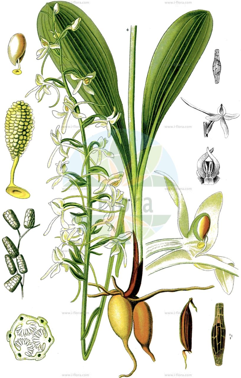 Platanthera bifolia - Orchidaceae,Plantae,Pteridobiotina,Angiosperms,Asparagales,Orchidaceae,Platanthera,Platanthera bifolia,Conopsidium sthenantherum, Gymnadenia bifolia, Habenaria bifolia, Lysias bifolia, Orchis alba, Orchis bifolia, Orchis stenanthera, Platanthera bifolia f. densiflora, Platanthera bifolia f. latiflora, Platanthera bifolia f. pervia, Platanthera bifolia f. trifoliata, Platanthera bifolia var. latiflora, Platanthera bifolia var. pervia, Platanthera solstitialis, Platanthera solstitialis var. pervia, Platanthera solstitialis var. trifoliata, Satyrium bifolium, Sieberia bifolia,Weiße Waldhyazinthe;Zweiblättrige Waldhyazinthe;Zweiblättrige Kuckucksblume;Weißes Breitkölbchen;lesser butterfly-orchid;Platanthère à fleurs blanches;Platanthère à deux feuilles;double-feuille;orchis à deux feuilles;orchis blanc;platantera comune;satirión blanco;satirión blanco de dos hojas;Platantera comune;welriekende nachtorchis;satirião bifoliado;любка двулистная;guguk salebi;platantera dygjethëshe;platanterë;platantera bifòlia;mirisavi dvolist;nattviol;bakke-gøgelilje;gołek biały;podkolan biały;dvolistni vimenjak;kétlevelű sarkvirág;vemeník dvoulistý;stupiniță;vemenník dvojlistý;vemenník dvojlistý biely;любка дволиста;двулистна платантера;kahelehine käokeel;smaržīga naktsviole;vanleg nattfiol;valkolehdokki;бијели вимењак;дволисни вимењљк;dvilapė blandis;xì jù shé chún lán;细距舌唇兰