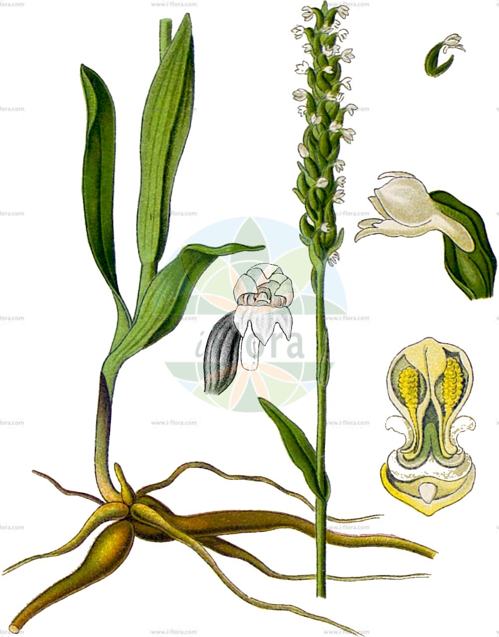 Pseudorchis albida - Orchidaceae,Plantae,Pteridobiotina,Angiosperms,Asparagales,Orchidaceae,Pseudorchis,Pseudorchis albida,Bicchia albida, Bicchia albida var. tricuspis, Blephariglottis albiflora, Chamorchis albida, Coeloglossum albidum, Entaticus albidus, Entaticus albidus var. major, Gymnadenia albida, Gymnadenia albida f. minor, Gymnadenia albida f. subalpina, Gymnadenia albida f. tricuspis, Gymnadenia albida subsp. straminea, Gymnadenia albida var. borensis, Gymnadenia albida var. tricuspis, Gymnadenia straminea, Habenaria albida, Habenaria albida var. straminea, Habenaria densiflora, Habenaria straminea, Habenaria transsilvanica, Leucorchis albida, Leucorchis albida f. breviloba, Leucorchis albida f. lucida, Leucorchis albida f. subalpina, Leucorchis albida f. tricuspis, Leucorchis albida subsp. straminea, Leucorchis albida var. breviloba, Leucorchis albida var. tricuspis, Leucorchis lucida, Leucorchis straminea, Orchis albida, Orchis alpina, Orchis parviflora, Peristylus albidus, Platanthera albida, Platanthera albida var. straminea, Pseudorchis albida f. straminea, Pseudorchis albida f. tricuspis, Pseudorchis albida subsp. albida, Pseudorchis albida subsp. straminea, Pseudorchis albida subsp. tricuspis, Pseudorchis albida var. tricuspis, Pseudorchis alpina, Pseudorchis straminea, Pseudorchis tricuspis, Satyrium albidum, Satyrium scanense, Satyrium trifidum, Sieberia albida,Weißzüngel;Dreizipfliges Weißzüngel;Gewöhnliche Weißzunge;Dreizipflige Weißzunge;Weißliche Höswurz;Weißzunge;Weißzüngel;Weiße Nacktdrüse;Eigentliches Weißzüngel;small-white orchid;small-white orchis;Orchis miel;Pseudorchis blanchâtre;orchis blanc;orchis blanchâtre;Orchide candida;orchidea alpina;witte muggenorchis;леукорхис беловатая;леукорхис соломенный;saleprremë;orquide blanc;bjeličasti vranjak;vityxne;fjällyxne;hvid sækspore;hvid trådspore;hvid sækspore;gołek białawy;belkaste ročice;halovány bibircsvirág;běloprstka bělavá;orhidee;bieloprst belavý;левкорхіс білуватий;белезникава гимнадения;kvitkurle;бели врањак