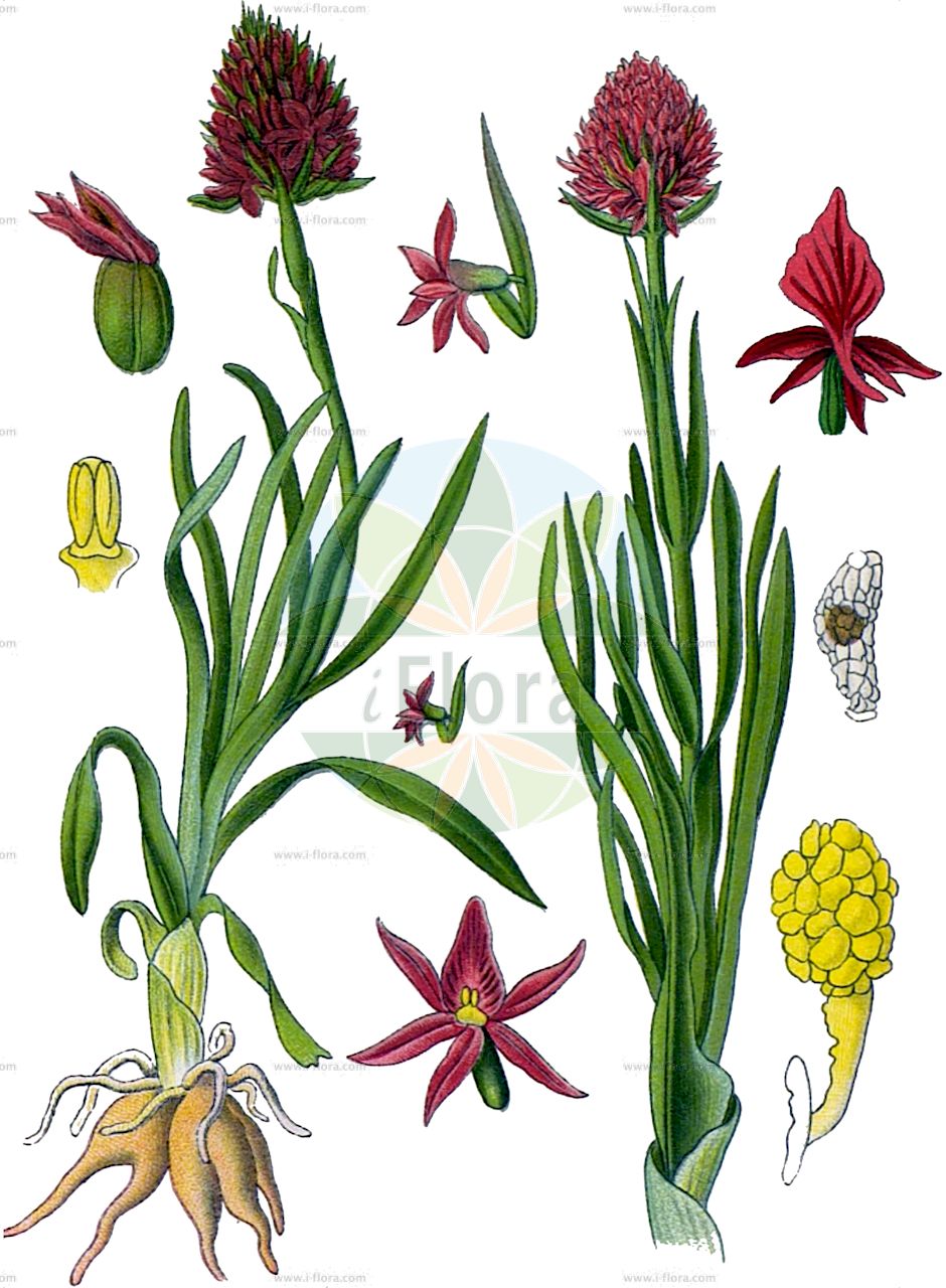 Gymnadenia nigra - Orchidaceae,Plantae,Pteridobiotina,Angiosperms,Asparagales,Orchidaceae,Gymnadenia,Gymnadenia nigra,Gymnadenia nigra, Gymnigritella brachystachya, Gymnigritella brachystachya, Habenaria nigra, Nigritella angustifolia, Nigritella brachystachya, Nigritella nigra, Nigritella nigra, Orchis nigra, Satyrium nigrum, Sieberia nigra,Schwarzes Männertreu;Schwarzes Kohlröschen;black vanilla orchid;nigritelle noirâtre;orchis vanillé;нигрителла черная;черноцветка черная;nigritelë;crni vranjak;brunkulla;sangele voinicului;нігритела чорна;обикновена чернушка;svartkurle;црно смиље