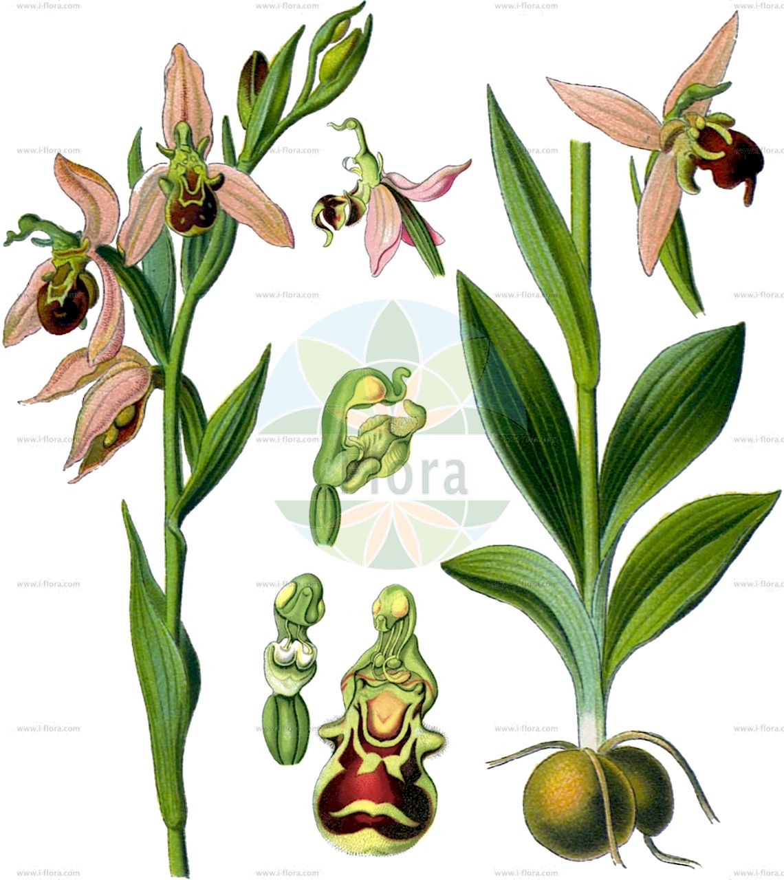 Ophrys apifera - Orchidaceae,Plantae,Pteridobiotina,Angiosperms,Asparagales,Orchidaceae,Ophrys,Ophrys apifera,Arachnites apifera, Cephalophrys integra, Epipactis arachnites, Ophrys adrachnites, Ophrys albiflora, Ophrys apifera f. almaracensis, Ophrys apifera f. aurita, Ophrys apifera f. austroalsatica, Ophrys apifera f. badensis, Ophrys apifera f. basiliensis, Ophrys apifera f. belgarum, Ophrys apifera f. bicolor, Ophrys apifera f. botteronii, Ophrys apifera f. brevilabellata, Ophrys apifera f. chodatii, Ophrys apifera f. curviflora, Ophrys apifera f. flaveola, Ophrys apifera f. flavescens, Ophrys apifera f. friburgensis, Ophrys apifera f. friburgensis, Ophrys apifera f. fulvofusca, Ophrys apifera f. patinata, Ophrys apifera f. pauciflora, Ophrys apifera f. tilaventina, Ophrys apifera f. trollii, Ophrys apifera lus. immaculata, Ophrys apifera prol. botteronii, Ophrys apifera subsp. arachnites, Ophrys apifera subsp. austriaca, Ophrys apifera subsp. botteronii, Ophrys apifera subsp. botteronii, Ophrys apifera subsp. chlorantha, Ophrys apifera subsp. friburgensis, Ophrys apifera subsp. immaculata, Ophrys apifera subsp. jurana, Ophrys apifera subsp. muteliae, Ophrys apifera subsp. olympiadae, Ophrys apifera subsp. purpurea, Ophrys apifera subsp. trollii, Ophrys apifera subsp. trollii, Ophrys apifera var. almaracensis, Ophrys apifera var. atrofusca, Ophrys apifera var. aurita, Ophrys apifera var. austriaca, Ophrys apifera var. badensis, Ophrys apifera var. basiliensis, Ophrys apifera var. belgarum, Ophrys apifera var. bicolor, Ophrys apifera var. botteronii, Ophrys apifera var. brevilabellata, Ophrys apifera var. broteroi, Ophrys apifera var. cambrensis, Ophrys apifera var. chlorantha, Ophrys apifera var. cordatitepala, Ophrys apifera var. curviflora, Ophrys apifera var. emanuelae, Ophrys apifera var. filitepala, Ophrys apifera var. flavescens, Ophrys apifera var. friburgensis, Ophrys apifera var. fulvofusca, Ophrys apifera var. immaculata, Ophrys apifera var. jenensis, Ophrys apifera var. jurana, Ophrys apifera var. laetitiae, Ophrys apifera var. libanotica, Ophrys apifera var. maculata, Ophrys apifera var. muteliae, Ophrys apifera var. olimpiadae, Ophrys apifera var. patinata, Ophrys apifera var. punctata, Ophrys apifera var. purpurata, Ophrys apifera var. purpurea, Ophrys apifera var. quintianensis, Ophrys apifera var. renatae, Ophrys apifera var. saraepontana, Ophrys apifera var. speciosa, Ophrys apifera var. subterrostrunca, Ophrys apifera var. tilaventina, Ophrys apifera var. trollii, Ophrys apifera var. urbinensis, Ophrys aquisgranensis, Ophrys arachnites, Ophrys arachnites, Ophrys asilifera, Ophrys austriaca, Ophrys bicolor, Ophrys botteronii, Ophrys chlorantha, Ophrys epeirophora, Ophrys friburgensis, Ophrys immaculata, Ophrys insectifera subsp. apifera, Ophrys insectifera subsp. arachnites, Ophrys insectifera subvar. aurita, Ophrys insectifera var. arachnites, Ophrys insectifera var. purpurata, Ophrys insectifera var. trollii, Ophrys integra, Ophrys jurana, Ophrys jurana, Ophrys mangini, Ophrys purpurea, Ophrys ripaensis, Ophrys rostrata, Ophrys saraepontana, Ophrys trollii, Ophrys trollii var. virescens, Ophrys truncata, Orchis apifera, Orchis arachnites, Orchis pseudoapifera,Bienen-Ragwurz;Freiburger Bienen-Ragwurz;Gewöhnliche Bienen-Ragwurz;bee orchid;Ophrys abeille;ophrys de Botteron;ophrys du Jura;abejera;abejita;flor de la abeja;Ofride fior delle Api;ofride fior di ape;vesparia;bijenorchis;bijenophrys;erva-abelha;abelha-flor;abelheira;abelhera;abelhinha;alpivre;erva-aranha;офрис пчелоносная;arı salebi;ofris;abellera;abellera vera;abelles;flor d'abella;flor d'abelles;flor de la Mare de Déu;mosques d'ase;sabatetes de la Mare de Déu;pčelina kokica;biblomst;čebeljeliko mačje uho;méhbangó;tořič včelonosný;hmyzovník včelovitý;офрис бджолоносна;пчелица;devoranit haddevorah;דְּבוֹרָנִית הַדְּבוֹרָה