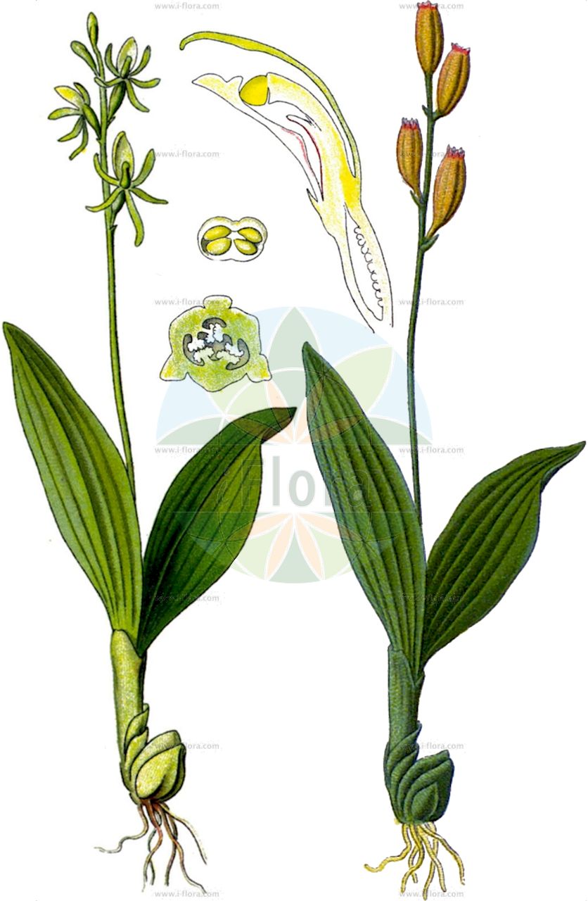 Liparis loeselii - Orchidaceae,Plantae,Pteridobiotina,Angiosperms,Asparagales,Orchidaceae,Liparis,Liparis loeselii,Cymbidium loeselii, Cymbidium loeselii, Leptorchis loeselii, Leptorkis loeselii, Liparis bifolia, Malaxis correanaa, Malaxis loeselii, Mesoptera loeselii, Ophrys loeselii, Ophrys pulchella, Orchis loeselii, Paliris loeselii, Pseudorchis loeselii, Serapias loeselii, Sturmia loeselii, Sturmia loeselii,Sumpf-Glanzkraut;Glanzkraut;Glanzständel;Glanzstendel;Zwiebelorchis;fen orchid;loesel's twayblade;yellow widelip orchid;Liparis de Loesel;fen orchid;Liparide;liparis di Loisel;ofride delle torbe;groenknolorchis;mosorchis;sturmia;липарис Лезеля;loeselijeva grezovka;gulyxne;mygblomst;lipiennik Loesela;loeseljeva grezovka;hagymaburok;hlízovec Loeselův;hľuzovec Loeselov;жировик лезеля;льозелев липарис;soohiilakas;Lēzela lipare;feittblad;kiiltovalkku;dvilapis purvuolis