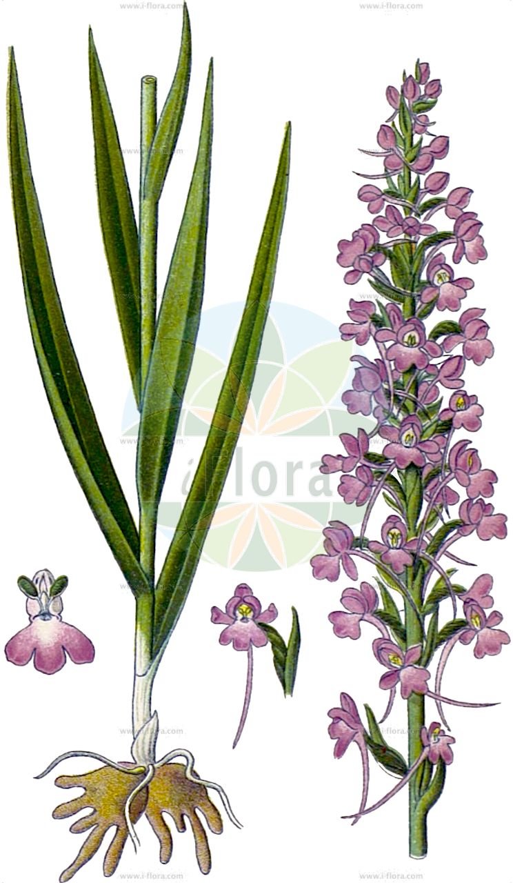 Gymnadenia conopsea - Orchidaceae,Plantae,Pteridobiotina,Angiosperms,Asparagales,Orchidaceae,Gymnadenia,Gymnadenia conopsea,Dactylodenia comigera, Dactylogymnadenia comigera, Dactylogymnadenia comigera, Gymnadenia alpina, Gymnadenia angustifolia, Gymnadenia anisoloba, Gymnadenia comigera, Gymnadenia conopsea f. albiflora, Gymnadenia conopsea f. albiflora, Gymnadenia conopsea f. comigera, Gymnadenia conopsea f. crenulata, Gymnadenia conopsea f. elatior, Gymnadenia conopsea f. gracilis, Gymnadenia conopsea f. lapponica, Gymnadenia conopsea f. monticola, Gymnadenia conopsea f. niphobia, Gymnadenia conopsea f. ornithis, Gymnadenia conopsea f. praecox, Gymnadenia conopsea f. schurii, Gymnadenia conopsea f. serotina, Gymnadenia conopsea f. subdensiflora, Gymnadenia conopsea f. sublobata, Gymnadenia conopsea f. transsilvanica, Gymnadenia conopsea f. trifida, Gymnadenia conopsea f. unicuspis, Gymnadenia conopsea lus. albiflora, Gymnadenia conopsea lus. leucantha, Gymnadenia conopsea prol. alpina, Gymnadenia conopsea prol. pseudoconopsea, Gymnadenia conopsea prol. pyrenaica, Gymnadenia conopsea subsp. alpina, Gymnadenia conopsea subsp. angustifolia, Gymnadenia conopsea subsp. comigera, Gymnadenia conopsea subsp. montana, Gymnadenia conopsea subsp. peloria, Gymnadenia conopsea subsp. pyrenaica, Gymnadenia conopsea subsp. serotina, Gymnadenia conopsea var. aestivalis, Gymnadenia conopsea var. alba, Gymnadenia conopsea var. albiflora, Gymnadenia conopsea var. alpina, Gymnadenia conopsea var. angustifolia, Gymnadenia conopsea var. bieczensis, Gymnadenia conopsea var. caucasica, Gymnadenia conopsea var. clavata, Gymnadenia conopsea var. comigera, Gymnadenia conopsea var. crenulata, Gymnadenia conopsea var. ecalcarata, Gymnadenia conopsea var. euroalpina, Gymnadenia conopsea var. flavida, Gymnadenia conopsea var. graminea, Gymnadenia conopsea var. inodora, Gymnadenia conopsea var. lapponica, Gymnadenia conopsea var. latifolia, Gymnadenia conopsea var. leucantha, Gymnadenia conopsea var. montana, Gymnadenia conopsea var. neglecta, Gymnadenia conopsea var. odorata, Gymnadenia conopsea var. ornithis, Gymnadenia conopsea var. platyphylla, Gymnadenia conopsea var. praecox, Gymnadenia conopsea var. pyrenaica, Gymnadenia conopsea var. serotina, Gymnadenia conopsea var. serotina, Gymnadenia conopsea var. sibirica, Gymnadenia conopsea var. trifida, Gymnadenia conopsea var. ussuriensis, Gymnadenia densiflora var. candida, Gymnadenia graminea, Gymnadenia ibukiensis, Gymnadenia odoratissima subsp. longicalcarata, Gymnadenia odoratissima var. pyrenaica, Gymnadenia ornithis, Gymnadenia pseudoconopsea, Gymnadenia pyrenaica, Gymnadenia sibirica, Gymnadenia splendida, Gymnadenia splendida subsp. odorata, Gymnadenia splendida var. odorata, Gymnadenia transsilvanica, Gymnadenia vernalis, Gymnadenia wahlenbergii, Habenaria conopsea, Habenaria gymnadenia, Orchigymnadenia comigera, Orchis conopea, Orchis conopea var. albiflora, Orchis conopea var. major, Orchis conopsea, Orchis conopsea var. comigera, Orchis cornopica, Orchis ornithis, Orchis peloria, Orchis pseudoconopea, Orchis pseudoconopsea, Orchis pseudo-conopsea, Orchis pyrenaica, Orchis setacea, Orchis suaveolens, Platanthera conopsea, Satyrium conopseum,Mücken-Handwurz;Mücken-Händelwurz;Dichtblütige Mücken-Händelwurz;Gewöhnliche Mücken-Händelwurz;Langspornige Handwurz;Dichtblütige Händelwurz;Große Händelwurz;fragrant orchid;chalk fragrant orchid;sweet-scented orchid;fragant orchid;Orchis moucheron;gymnadénia moucheron;gymnadénie à long éperon;gymnadénie des Pyrénées;gymnadénie moucheron;orchis des Pyrénées;orchis moustique;dedos citrinos;orquídea mosquera;orquídea mosquito;orquídea olorosa;orquídea real;palma christi;Manina rosea;orchidea campestre;orchide garofanata;groote muggenorchis;grote muggenorchis;кокушник длиннорогий;кокушник комарниковый;başaksalebi;gimnadenë;gjimnadena si rrjetë;caputxina olorosa;mrežasti vranjak;brudgran;brudsporre;langakset trådspore;gółka długoostrogowa;tegata-chidori;テガタチドリ;navadni kukovičnik;szúnyoglábú bibircsvirág;pětiprstka žežulník;ură;päťprstnica obyčajná;päťprstnica stredná;билинець комарниковий;комарова гимнадения;комаровидна гимнадения;harilik käoraamat;odu gimnadēnija;brudespore;punakirkiruoho;pievinis plauretis;shǒu sān;shǒu shēn;手参
