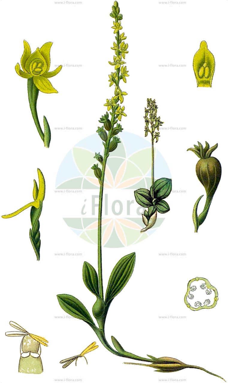 Hammarbya paludosa - Orchidaceae,Plantae,Pteridobiotina,Angiosperms,Asparagales,Orchidaceae,Hammarbya,Hammarbya paludosa,Epipactis paludosa, Hammarbya paludosa var. robusta, Malaxis paludosa, Malaxis palustris, Ophrys paludosa, Ophrys palustris, Orchis paludosa, Sturmia paludosa,Sumpf-Weichwurz;Weichwurz;Weichständel;Weichstendel;bog orchid;bog adder's-mouth;bog adder's-mouth orchid;Malaxis des marais;hammarbya des marais;malaxide des marais;malaxis à deux feuilles;Hammarbia;hammarbia delle paludi;knolletjeorchis;veenmosorchis;гаммарбия болотная;myggblomster;hjertelæbe;wątlik błotny;barjevka;tőzegorchidea;měkkyně bahenní;mäkkuša močiarna;хамарбія болотна;sookäpp;purva hamarbija;myggblom;suovalkku;pelkinė laksva