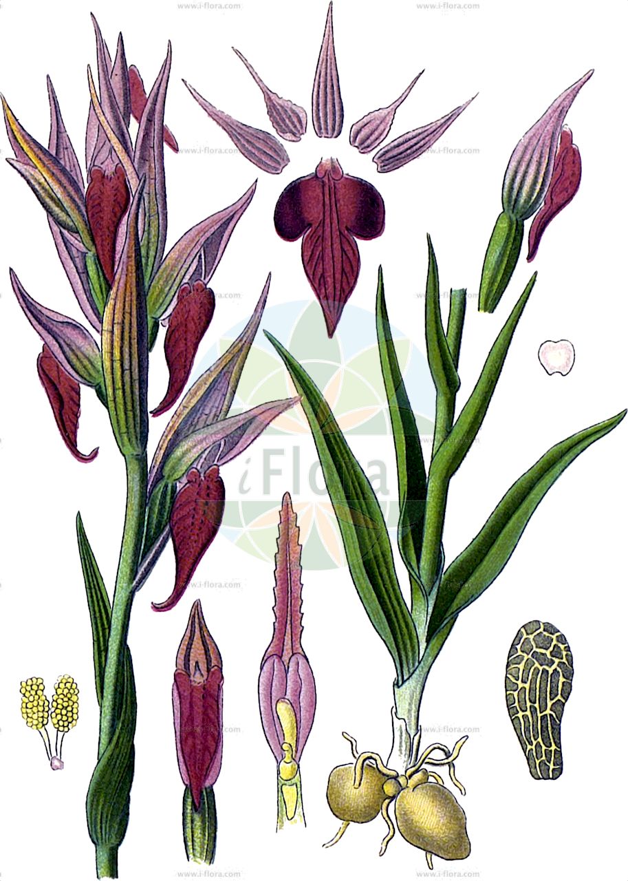 Serapias vomeracea - Orchidaceae,Plantae,Pteridobiotina,Angiosperms,Asparagales,Orchidaceae,Serapias,Serapias vomeracea,Helleborine longipetala, Helleborine pseudorordigera, Lonchitis longipetala, Orchis lingua, Orchis vomeracea, Serapias cordigera subsp. vomeracea, Serapias cordigera var. longipetala, Serapias hirsuta, Serapias lancifera, Serapias longipetala, Serapias orientalis var. cordigeroides, Serapias pseudocordigera, Serapias vomeracea f. artemisiae, Serapias vomeracea f. stenopetala, Serapias vomeracea lus. heldreichii, Serapias vomeracea subsp. artemisiae, Serapias vomeracea subsp. flava, Serapias vomeracea subsp. guadarramica, Serapias vomeracea subsp. longipetala, Serapias vomeracea var. cordigeroides, Serapias vomeracea var. guadarramica, Serapias vomeracea var. longipetala, Serapiastrum longipetalum, Serapiastrum vomeraceum,Pflugschar-Ständelwurz;Pflugschar-Stendelwurz;Pflugschar-Zungenstendel;Sérapias à long labelle;sérapias à labelle allongé;sérapias à longs pétales;sérapias soc;gallos;Serapide maggiore;lange tongorchis;серапиас сошниковый;sağırkulağı;serap;serapia luleçlirte;gall longipètal;raonička kukavica;velecvetni serap;палешников серапиас;αραιή σεράπια