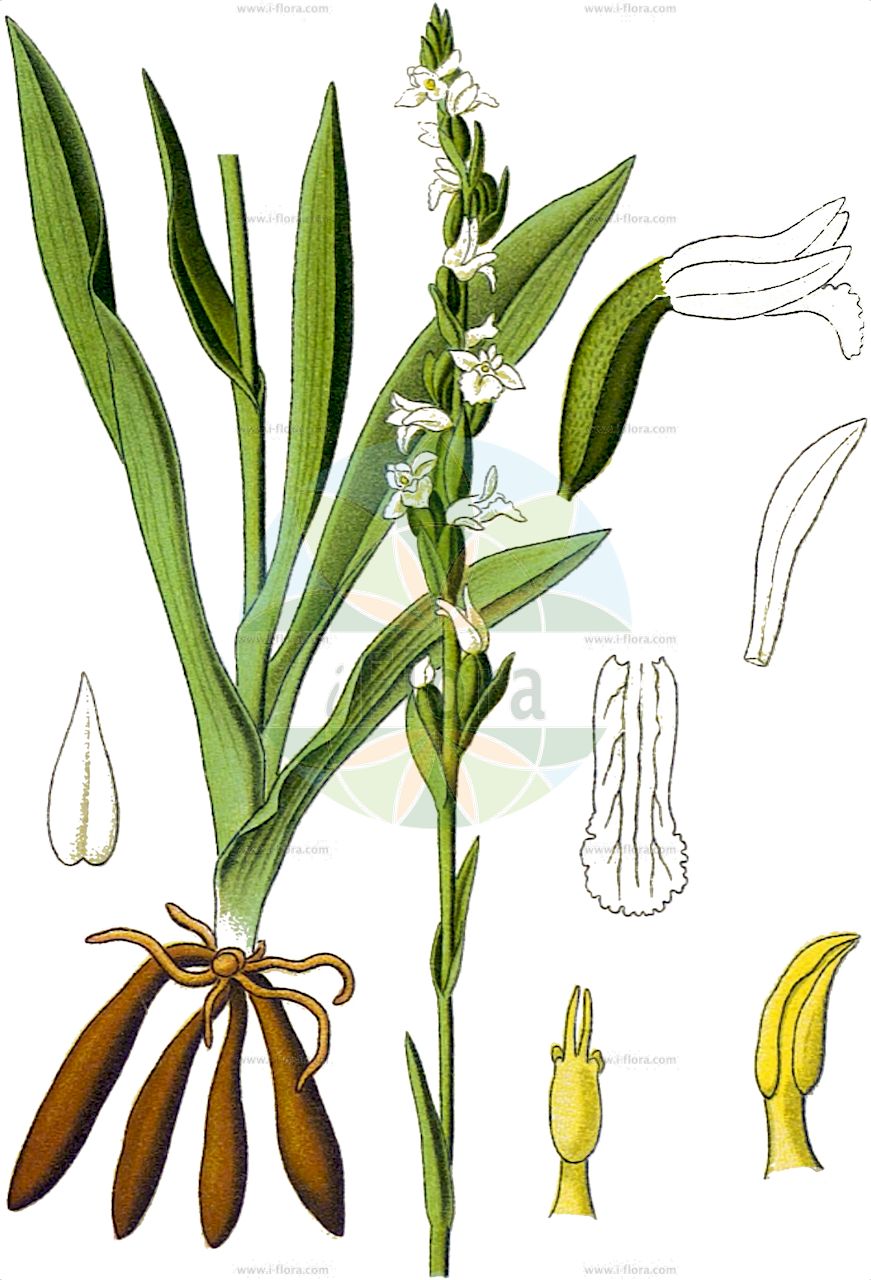 Spiranthes aestivalis - Orchidaceae,Plantae,Pteridobiotina,Angiosperms,Asparagales,Orchidaceae,Spiranthes,Spiranthes aestivalis,Gyrostachys aestivalis, Neottia aestivalis, Neottia aestivalis, Ophrys aestiva, Ophrys aestivalis, Tussaca aestivalis,Sommer-Wendelorchis;Sommer-Drehwurz;Sommer-Wendelähre;Sommer-Schraubenständel;Sommer-Schraubenstendel;summer lady's-tresses;Spiranthe d'été;Viticcini estivi;viticcini d'estate;zomerschroeforchis;скрученник летний;güz salebi;espirant estival;ljetna zasukica;kręczynka jesienna;poletna škrbica;nyári füzértekercs;švihlik letni;pokrut letný;засучак;ανοιξιάτικος σπείρανθος