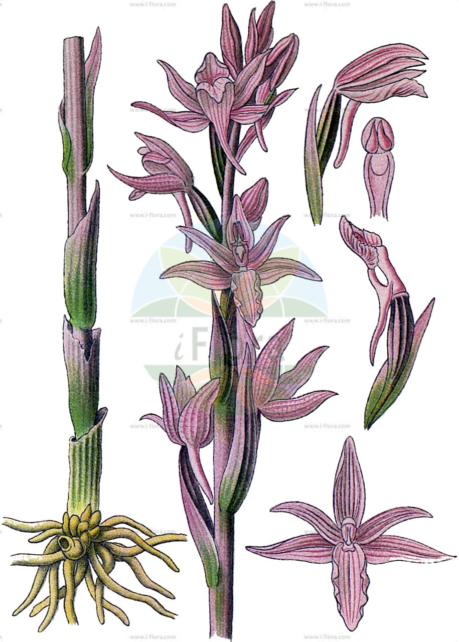 Limodorum abortivum - Orchidaceae,Plantae,Pteridobiotina,Angiosperms,Asparagales,Orchidaceae,Limodorum,Limodorum abortivum,Centrosis abortiva, Epipactis abortiva, Ionorchis abortiva, Jonorchis abortiva, Limodorum abortivum var. abbreviatum, Neottia abortiva, Orchis abortiva, Serapias abortiva,Violetter Dingel;Dingelorchis;Dingel;violet limodore;violet birdsnest orchid;Limodore à feuilles avortées;asperge violette;limodore;racine de Saint Georges;violet;limodoro violeta;orquídea abortiva;planta hambrienta;Fior di legna;fiammone;paarse aspergeorchis;лимодорум недоразвитый;saçuzatan;limodorë;clavell violaci;ljubičasti šiljorep;navadna splavka;gérbics;hnědenec zvrhlý;garbita;modruška pošvatá;лімодорум недорозвинений;недоразвит лимодорум;shannak hachoresh;שַׁנַּק הַחֹרֶשׁ