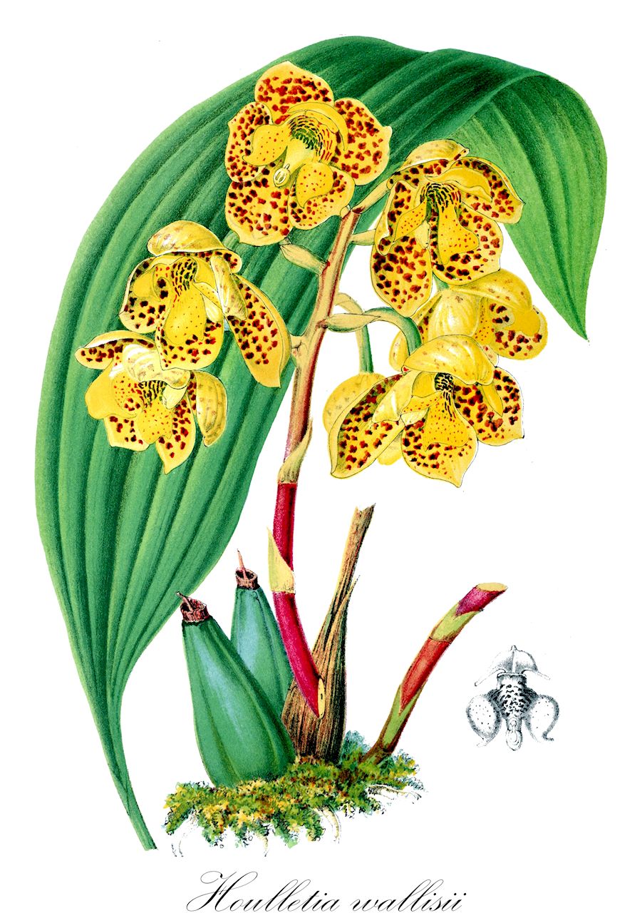 Houlletia wallisii - Orchidaceae,Plantae,Pteridobiotina,Angiosperms,Asparagales,Orchidaceae,Houlletia,Houlletia wallisii,Houlletia chrysantha, Houlletia wallisii var. hennisiana, Houlletia wallisii var. odontoptera, Jennyella wallisii, Jennyella wallisii var. hennisiana