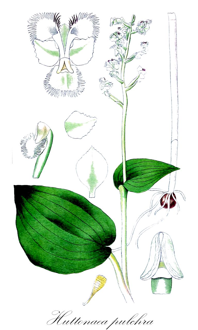 Huttonaea pulchra - Orchidaceae,Plantae,Pteridobiotina,Angiosperms,Asparagales,Orchidaceae,Huttonaea,Huttonaea pulchra,Hallackia pulchra