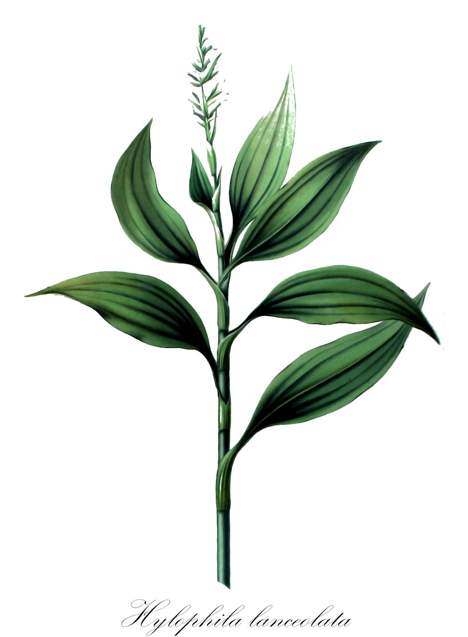 Hylophila lanceolata - Orchidaceae,Dicerostylis kinabaluensis, Dicerostylis lanceolata,Plantae,Pteridobiotina,Angiosperms,Asparagales,Orchidaceae,Hylophila,Hylophila lanceolata