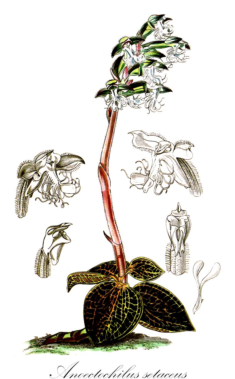 Anoectochilus setaceus - Orchidaceae,Plantae,Pteridobiotina,Angiosperms,Asparagales,Orchidaceae,Anoectochilus,Anoectochilus setaceus,Anoectochilus aureus, Anoectochilus regalis, Anoectochilus regalis var. inornatus, Anoectochilus setaceo-pictus, Anoectochilus setaceus var. aureoreticulatus, Anoectochilus setaceus var. inornatus, Orchis picta