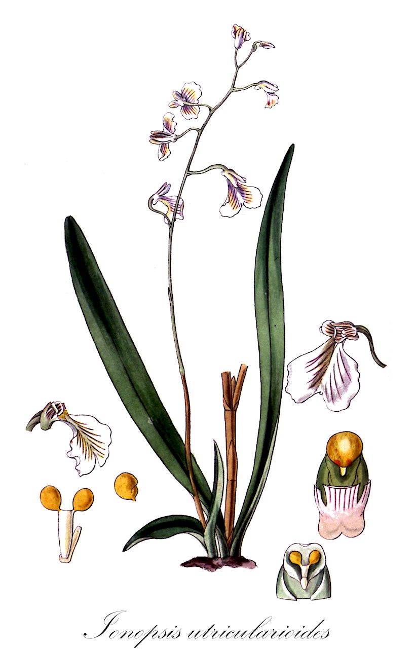 Ionopsis utricularioides - Orchidaceae,Plantae,Pteridobiotina,Angiosperms,Asparagales,Orchidaceae,Ionopsis,Ionopsis utricularioides,Cybelion pallidiflorum, Cybelion pulchellum, Cybelion tenerum, Cybelion utriculariae, Dendrobium utricularioides, Epidendrum calcaratum, Epidendrum crenatum, Epidendrum paniculatum, Epidendrum sessei, Epidendrum utricularioides, Iantha pallidiflora, Ionopsis gardneri, Ionopsis pallidiflora, Ionopsis paniculata, Ionopsis paniculata var. maxima, Ionopsis pulchella, Ionopsis tenera, Ionopsis tenera var. effusa, Ionopsis tenera var. tomentosa, Ionopsis tenera var. violacea, Ionopsis utricularioides f. latifolia, Ionopsis utricularioides f. virginalis, Ionopsis utricularioides var. angustifolia, Ionopsis utricularioides var. parviflora, Ionopsis utricularioides var. virginalis, Ionopsis zonalis, Scaphyglottis pallidiflora