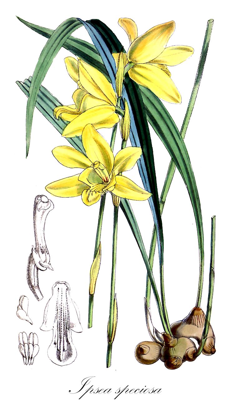Ipsea speciosa - Orchidaceae,Plantae,Pteridobiotina,Angiosperms,Asparagales,Orchidaceae,Ipsea,Ipsea speciosa,Spathoglottis speciosa