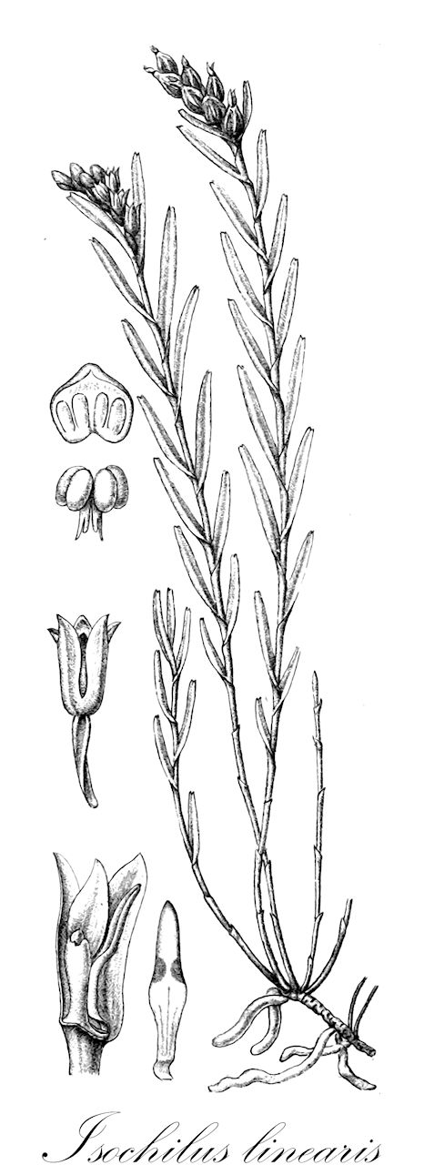 Isochilus linearis - Orchidaceae,Plantae,Pteridobiotina,Angiosperms,Asparagales,Orchidaceae,Isochilus,Isochilus linearis,Coilostylis obtusifolia, Cymbidium lineare, Cymbidium lineare, Epidendrum lineare, Isochilus brasiliensis, Isochilus leucanthus, Isochilus linearis var. leucanthus, Isochilus peruvianus, Leptothrium lineare