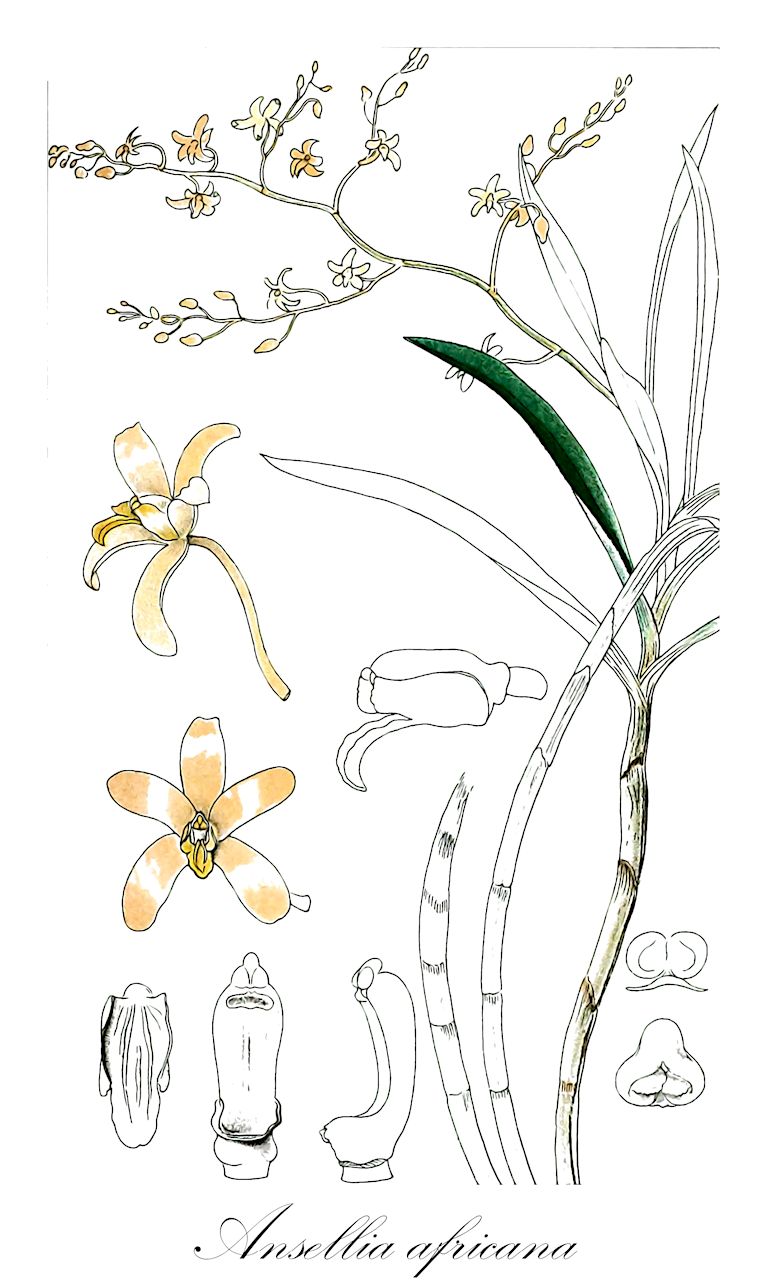 Ansellia africana - Orchidaceae,Plantae,Pteridobiotina,Angiosperms,Asparagales,Orchidaceae,Ansellia,Ansellia africana,Ansellia africana subsp. africana, Ansellia africana subsp. australis, Ansellia africana var. australis, Ansellia africana var. nilotica, Ansellia confusa, Ansellia congoensis, Ansellia gigantea, Ansellia gigantea subsp. nilotica, Ansellia gigantea var. nilotica, Ansellia humilis, Ansellia nilotica, Cymbidium sandersonii