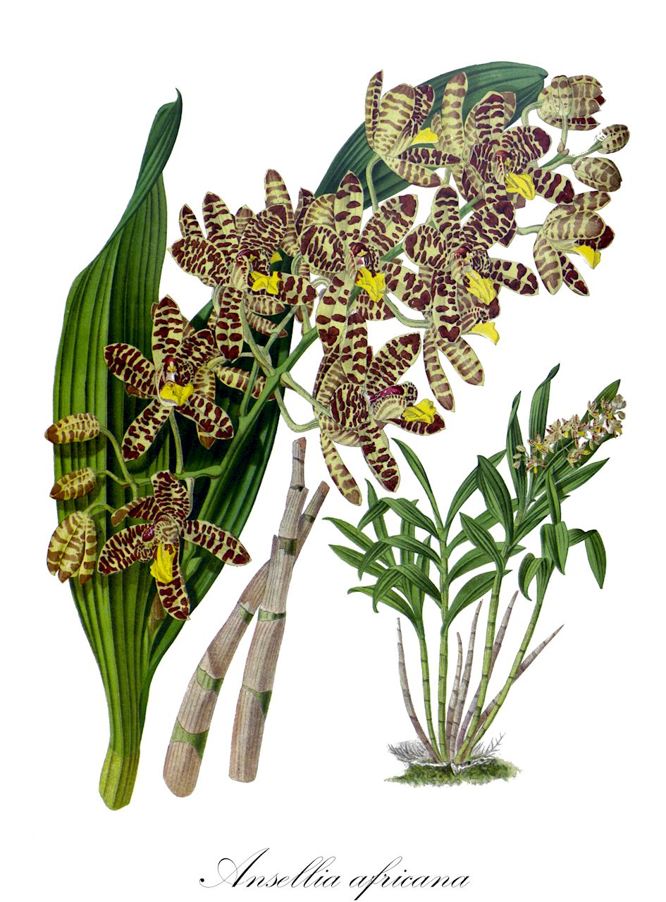 Ansellia africana - Orchidaceae,Plantae,Pteridobiotina,Angiosperms,Asparagales,Orchidaceae,Ansellia,Ansellia africana,Ansellia africana subsp. africana, Ansellia africana subsp. australis, Ansellia africana var. australis, Ansellia africana var. nilotica, Ansellia confusa, Ansellia congoensis, Ansellia gigantea, Ansellia gigantea subsp. nilotica, Ansellia gigantea var. nilotica, Ansellia humilis, Ansellia nilotica, Cymbidium sandersonii