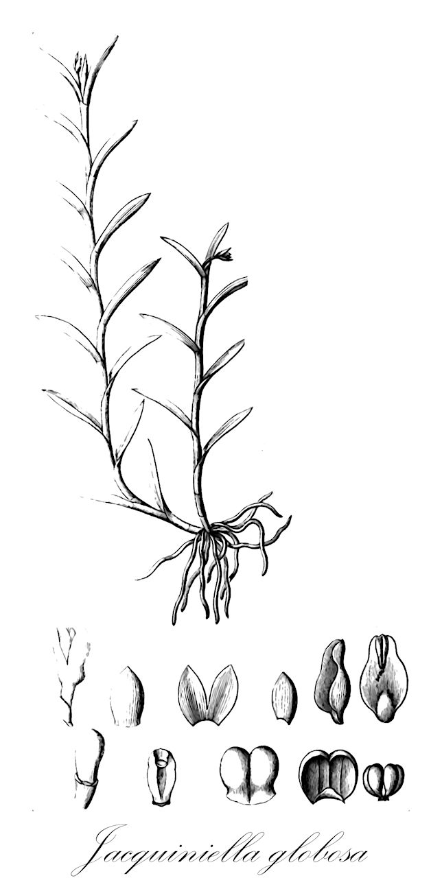 Jacquiniella globosa - Orchidaceae,Plantae,Pteridobiotina,Angiosperms,Asparagales,Orchidaceae,Jacquiniella,Jacquiniella globosa,Cymbidium globosum, Epidendrum geraldoi, Epidendrum globosum, Epidendrum kuhlmannii, Epidendrum rudolfianum, Isochilus globosus