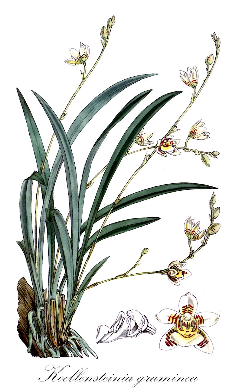 Koellensteinia graminea - Orchidaceae,Plantae,Pteridobiotina,Angiosperms,Asparagales,Orchidaceae,Koellensteinia,Koellensteinia graminea,Aganisia graminea, Aganisia graminea, Koellensteinia elegantula, Koellensteinia graminoides, Maxillaria graminea, Promenaea graminea