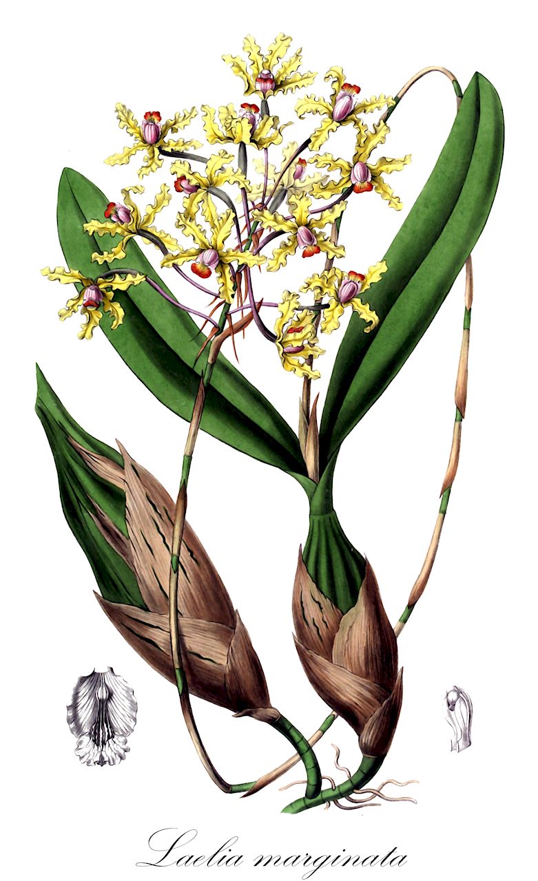 Laelia marginata - Orchidaceae,Plantae,Pteridobiotina,Angiosperms,Asparagales,Orchidaceae,Laelia,Laelia marginata,Bletia crispina, Bletia marginata, Cattleya crispa, Cattleya marginata, Schomburgkia crispa, Schomburgkia marginata