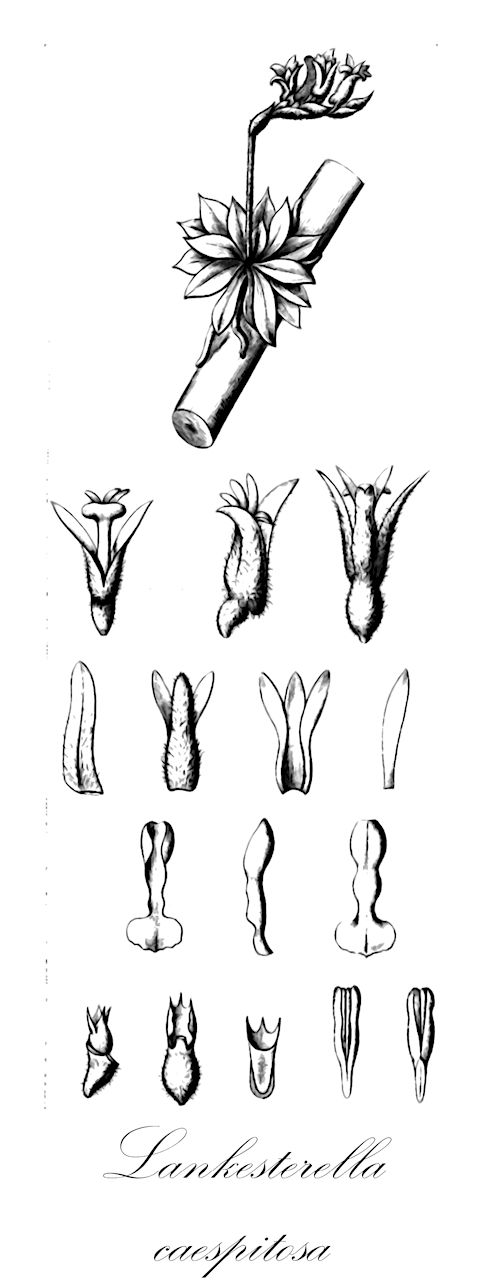 Lankesterella caespitosa - Orchidaceae,Plantae,Pteridobiotina,Angiosperms,Asparagales,Orchidaceae,Lankesterella,Lankesterella caespitosa,Cladobium epiphytum, Hetaeria caespitosa, Lankesterella epiphyta, Spiranthes epiphyta, Stenorrhynchos epiphytum