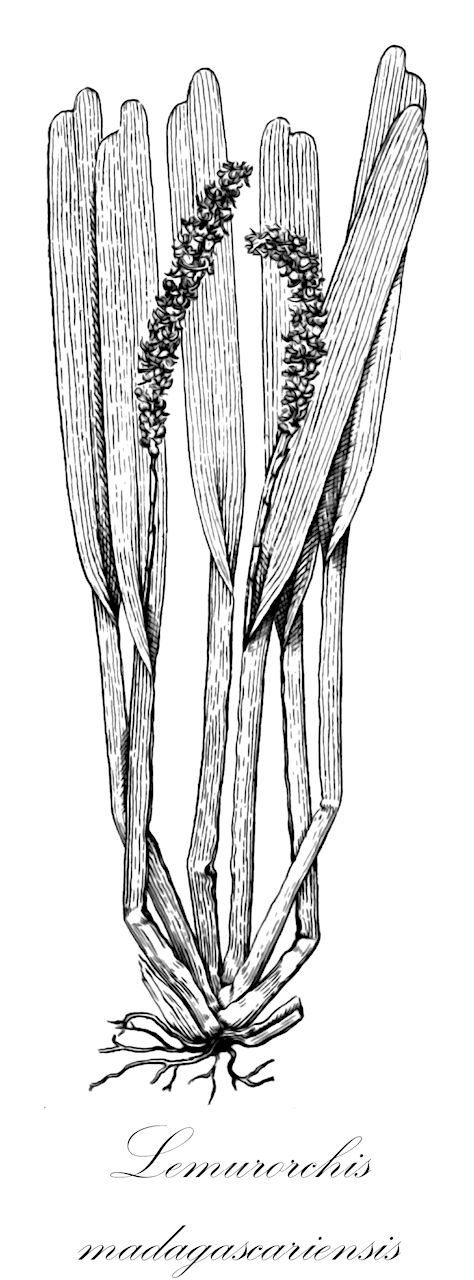 Lemurorchis madagascariensis - Orchidaceae,Plantae,Pteridobiotina,Angiosperms,Asparagales,Orchidaceae,Lemurorchis,Lemurorchis madagascariensis