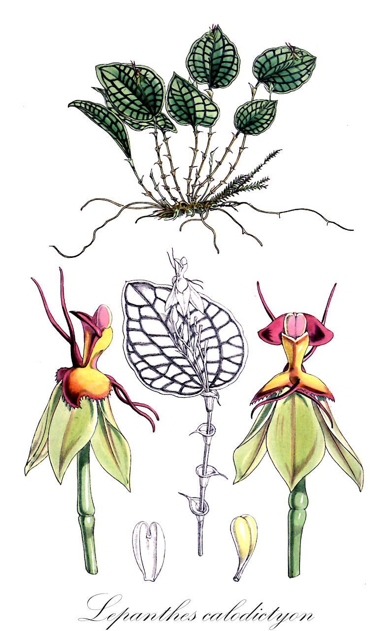 Lepanthes calodictyon - Orchidaceae,Plantae,Pteridobiotina,Angiosperms,Asparagales,Orchidaceae,Lepanthes,Lepanthes calodictyon,Lepanthes calodictyon f. ivanoflava, Stelis calodyction, Stelis calodyction