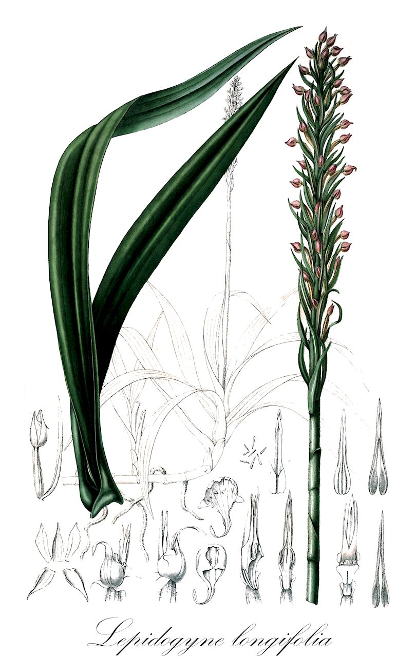 Lepidogyne longifolia - Orchidaceae,Plantae,Pteridobiotina,Angiosperms,Asparagales,Orchidaceae,Lepidogyne,Lepidogyne longifolia,Lepidogyne minor, Lepidogyne sceptrum, Neottia longifolia, Spiranthes longifolia